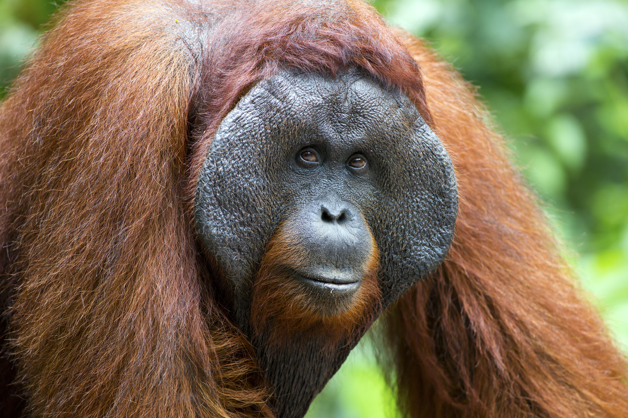 Alpha male orangutan in Borneo