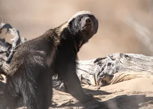 Honey badger in South Africa. © Bridgena Barnard/Getty Honey badger.