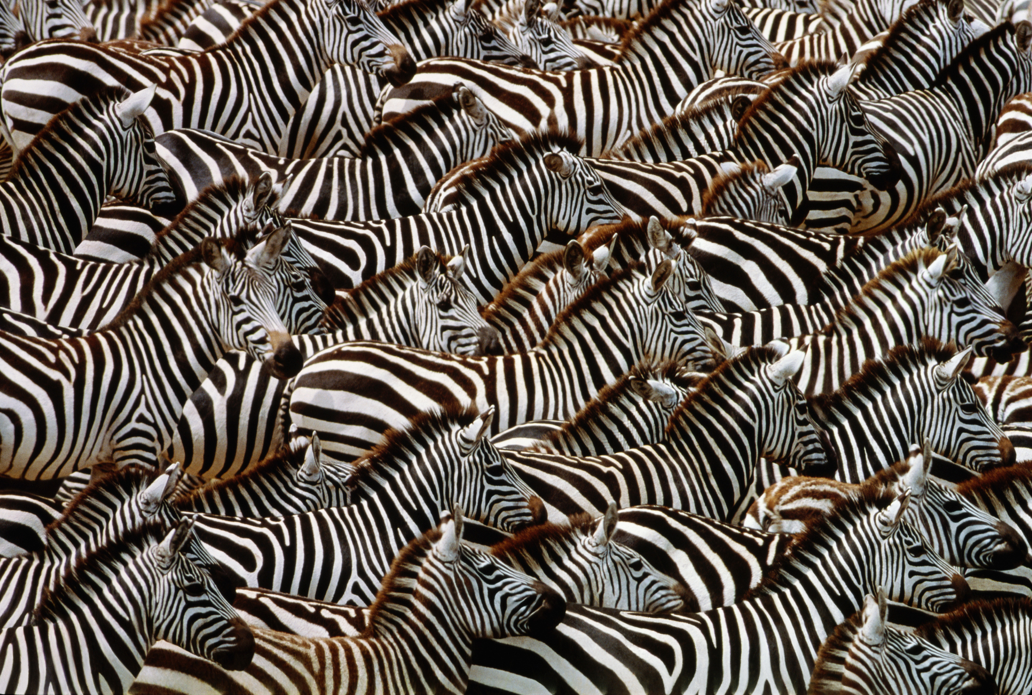 A dazzle of Burchell's zebras