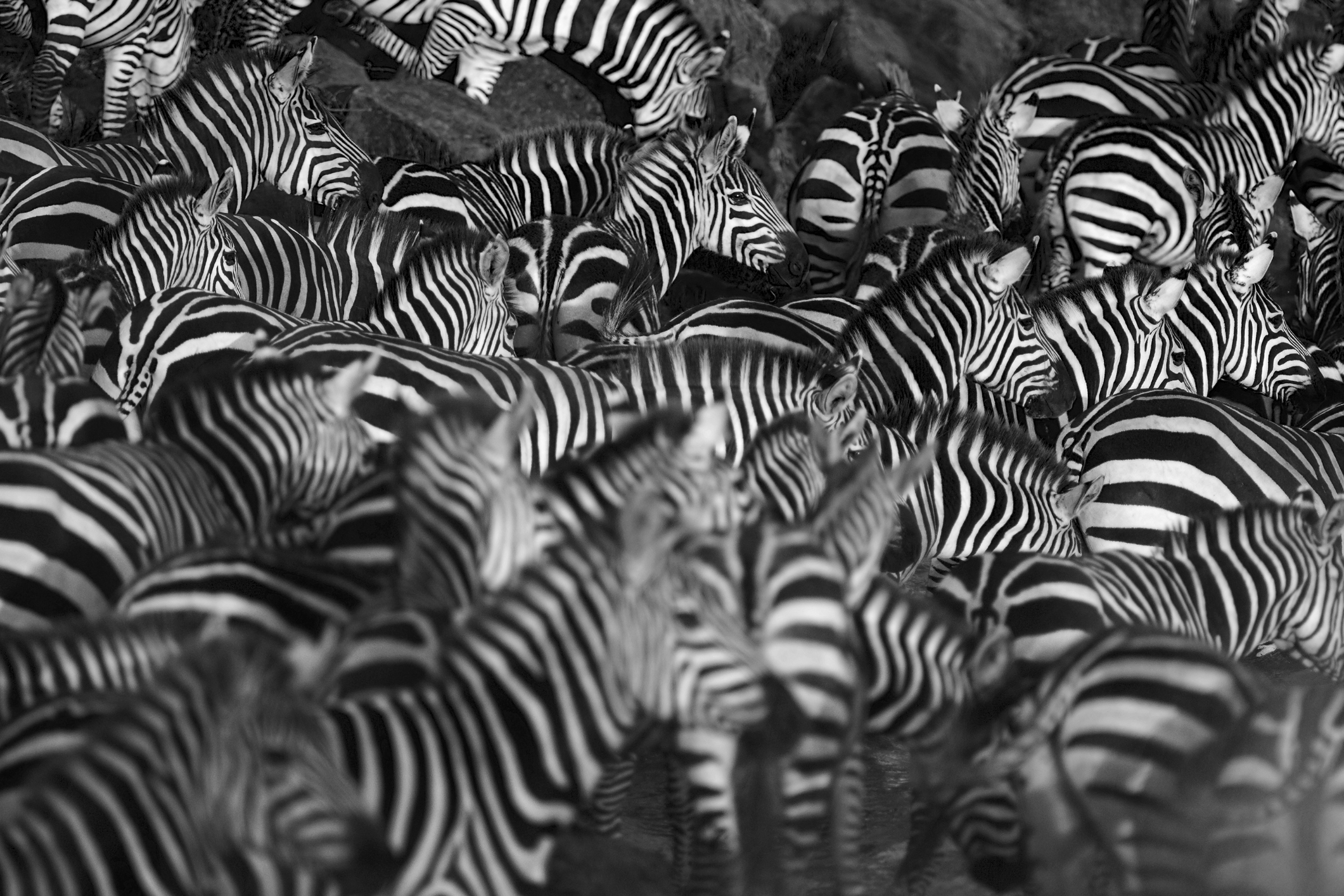 Zebra herd waiting on the bank of the Mara river, Kenya