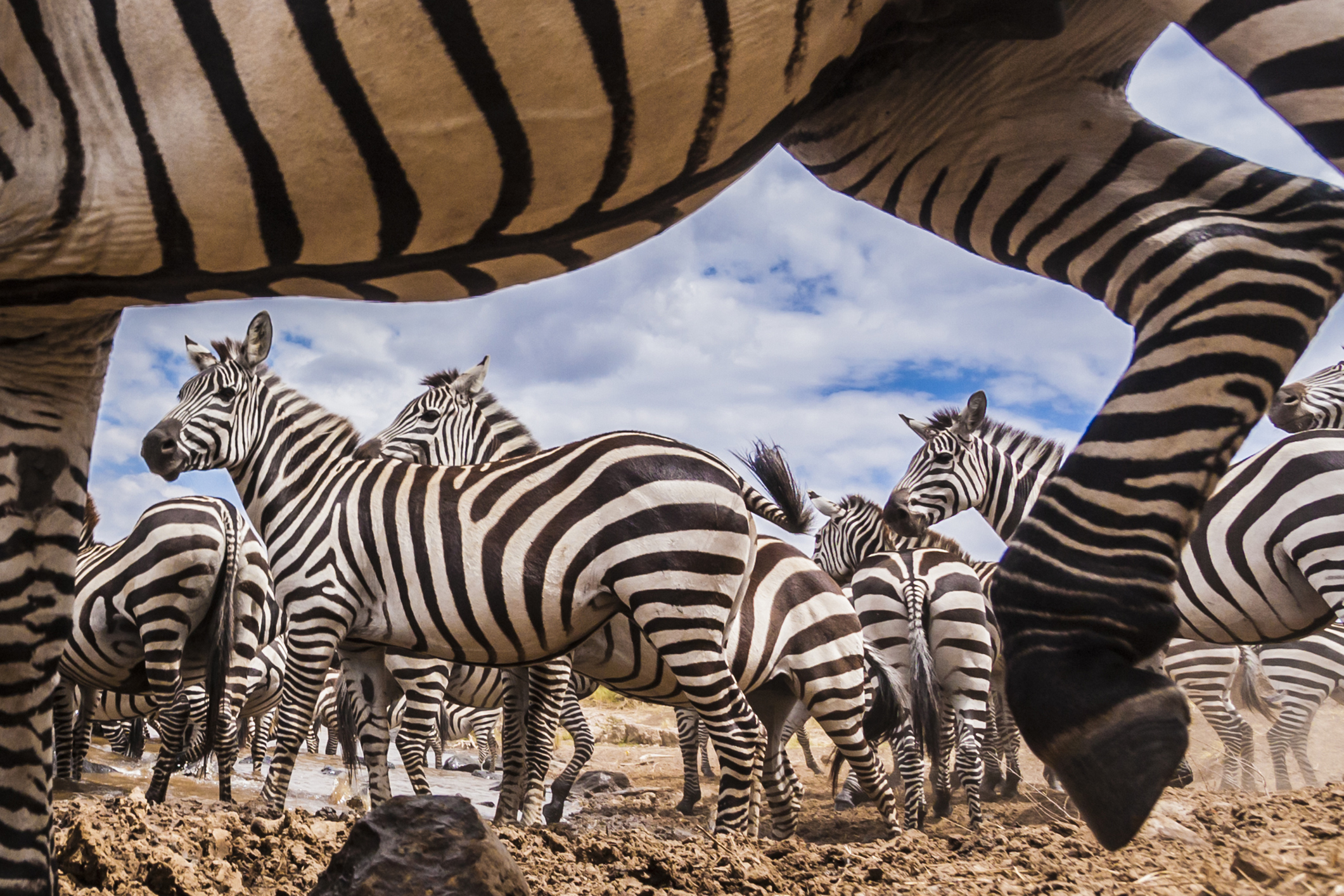 A spy camera capturing a zebra herd at the Mara river, with several zebra framed between the legs and body of another