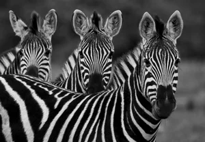 Plains Zebra Group of zebra