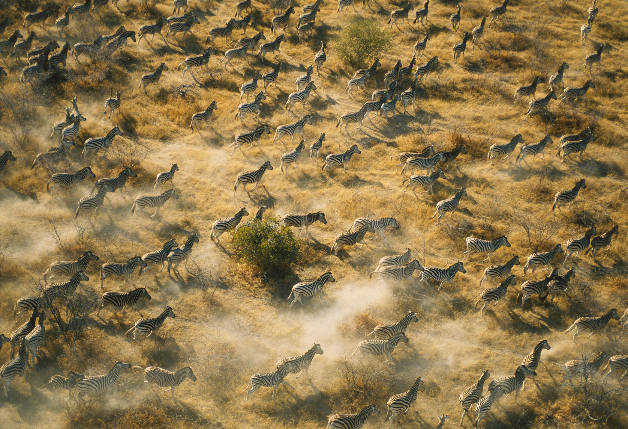 Aerial view of zebras running through savannah