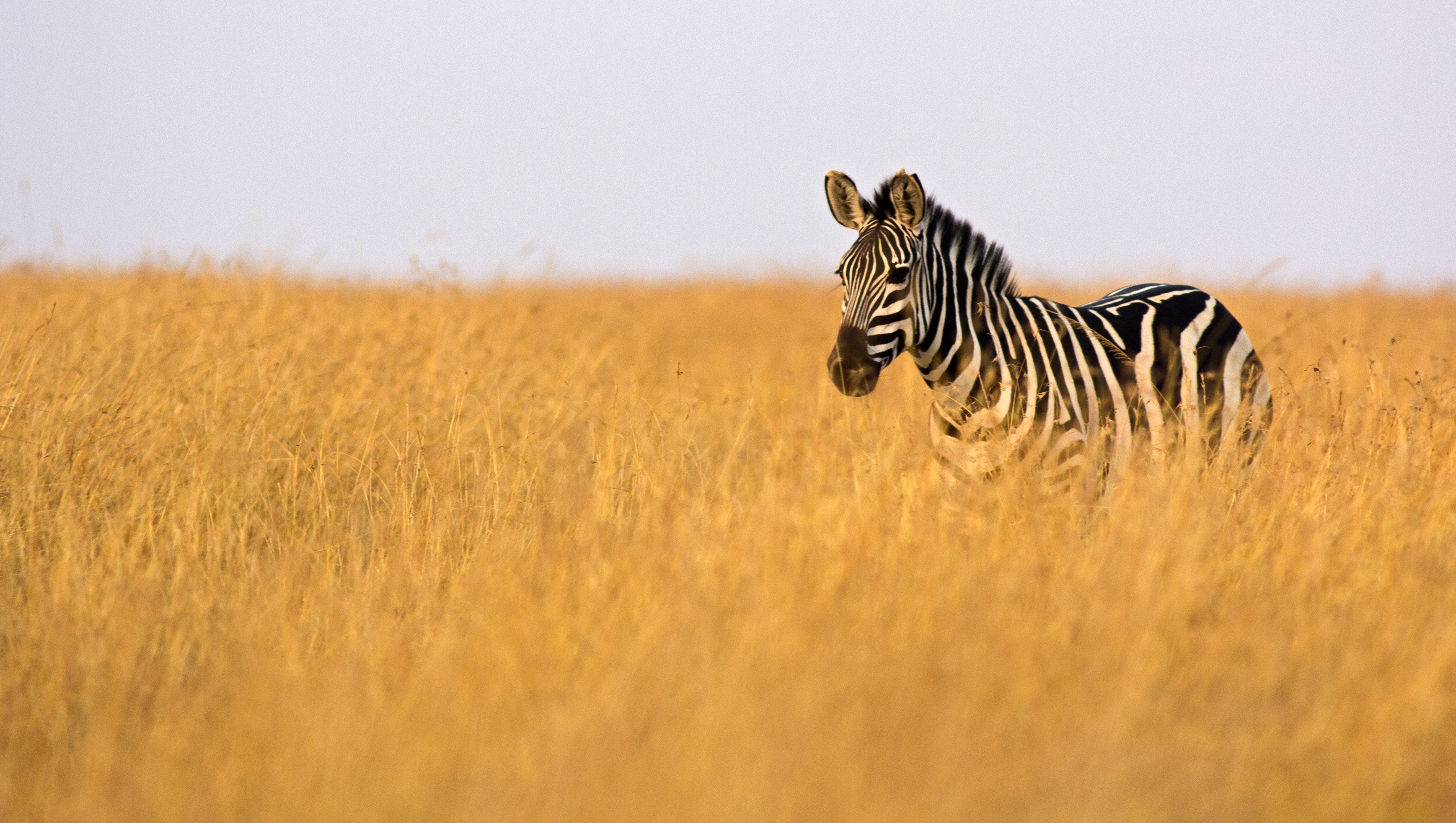 Zebra in high grass in evening light on the Masai Mara, Kenya
