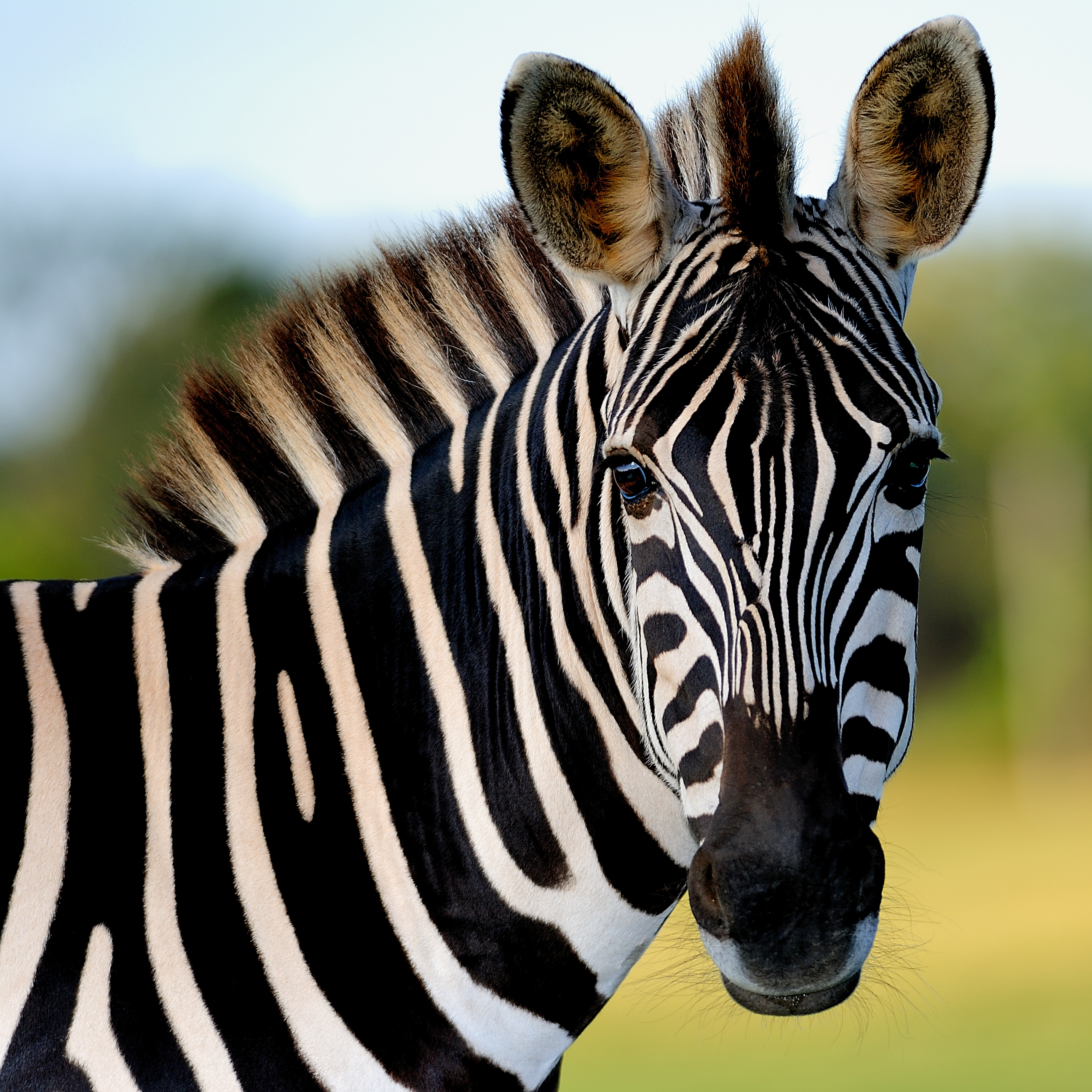 Zebra portrait