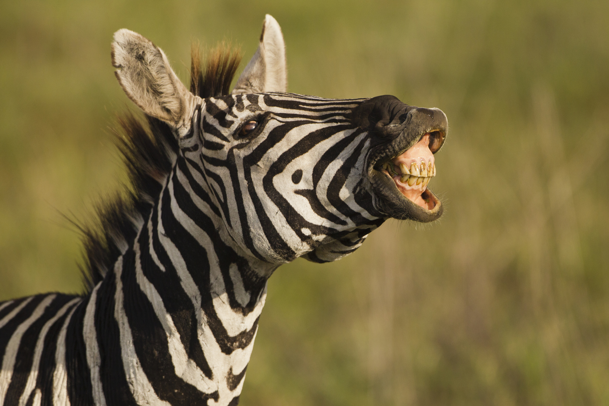 Plains zebra (Equus burchelli) making noise in the Ngorongoro Crater, Serengeti National Park, Tanzania
