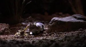 Grasshopper mouse hunting Grasshopper mouse hunting