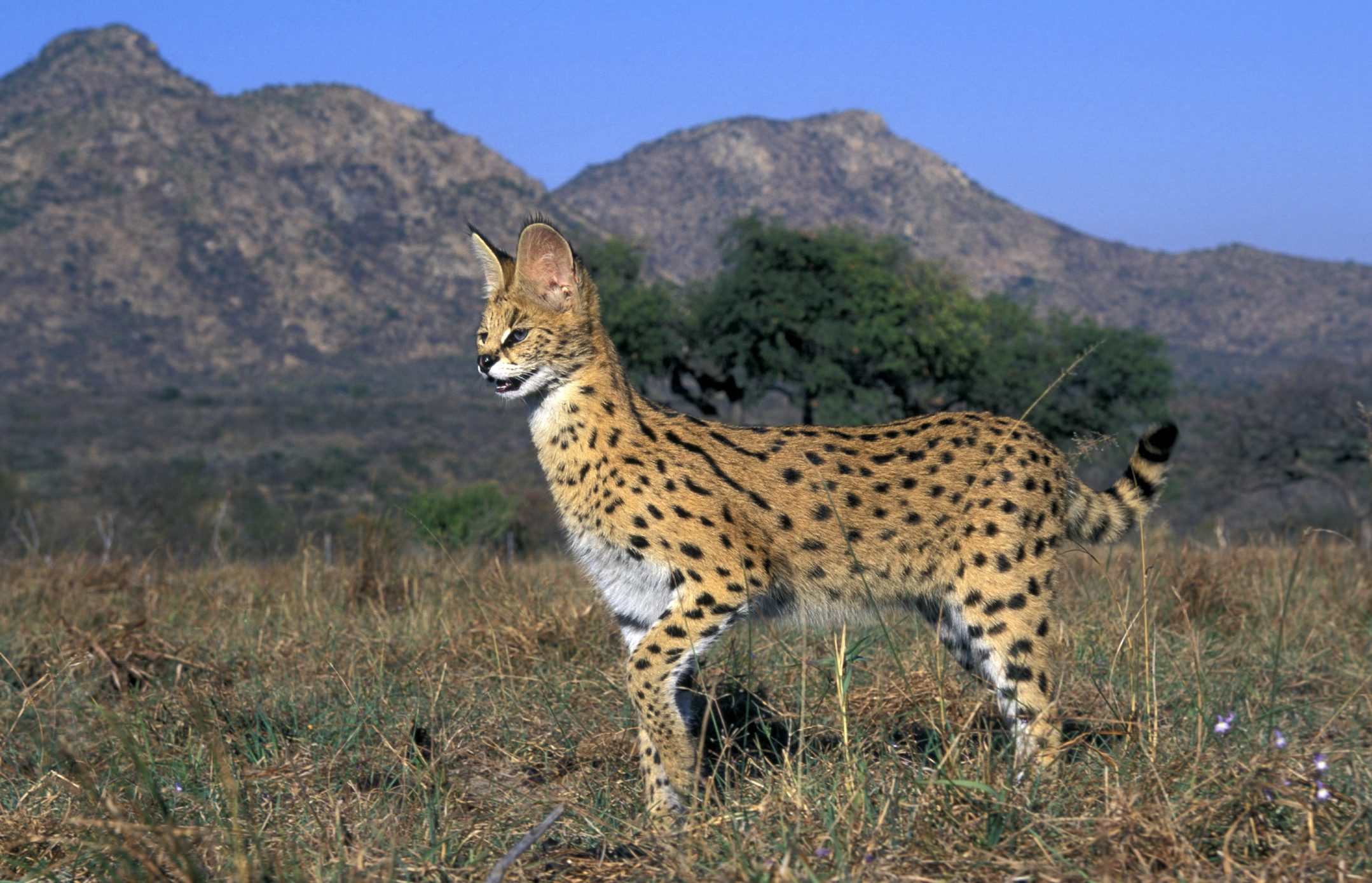 Serval cat