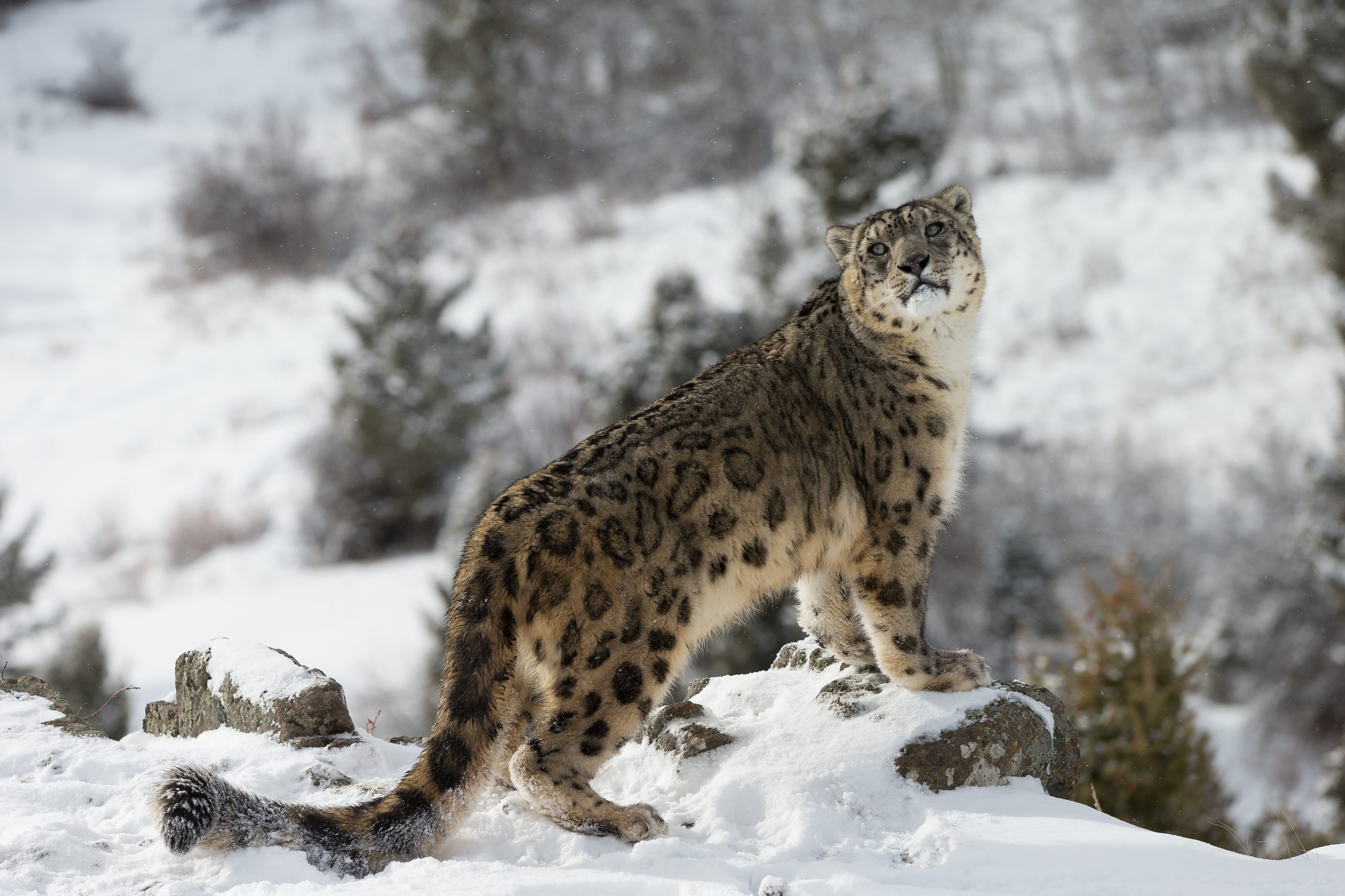Snow leopard amongst the rocks. through-my-lens/Getty