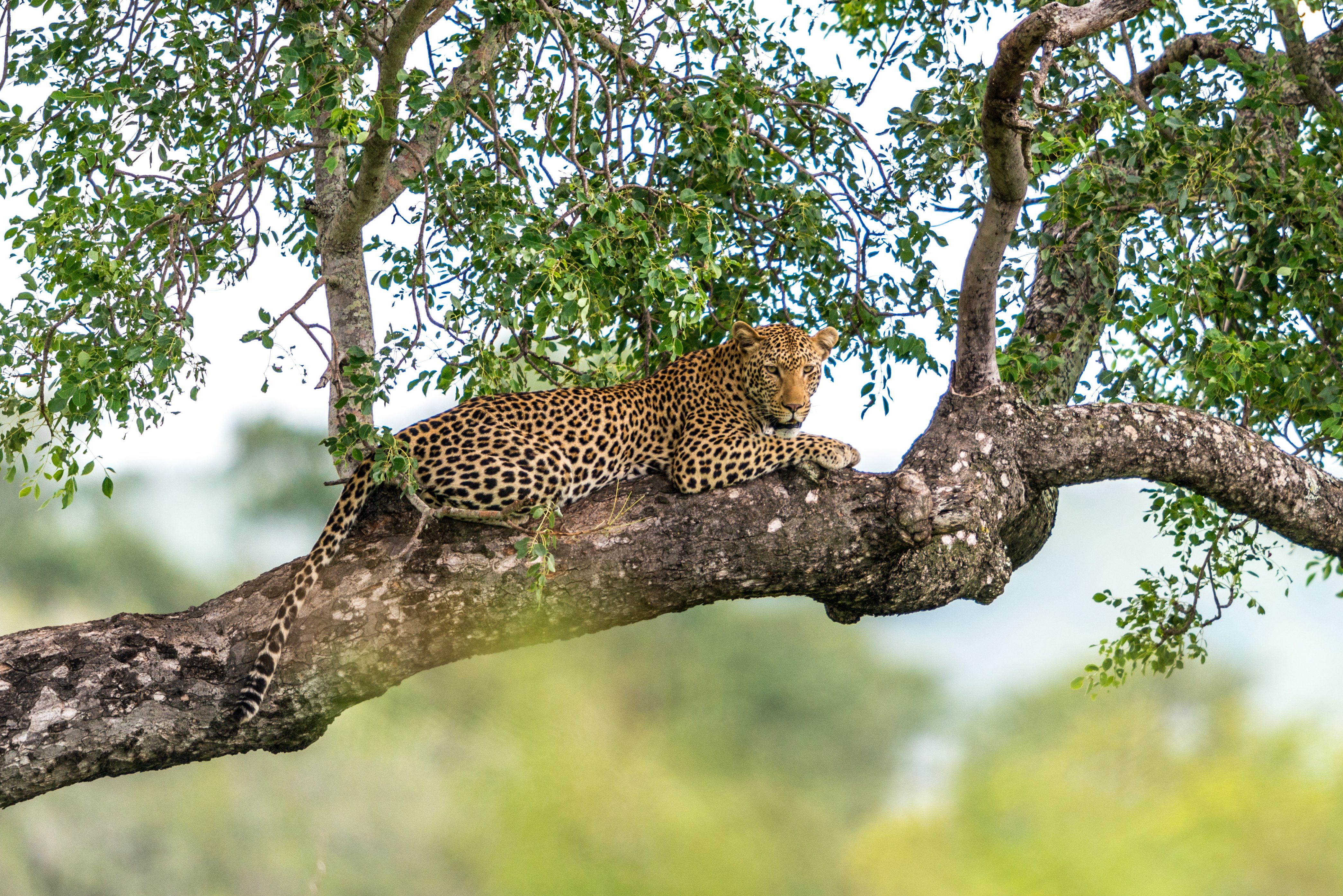 A leopard relaxing in a tree