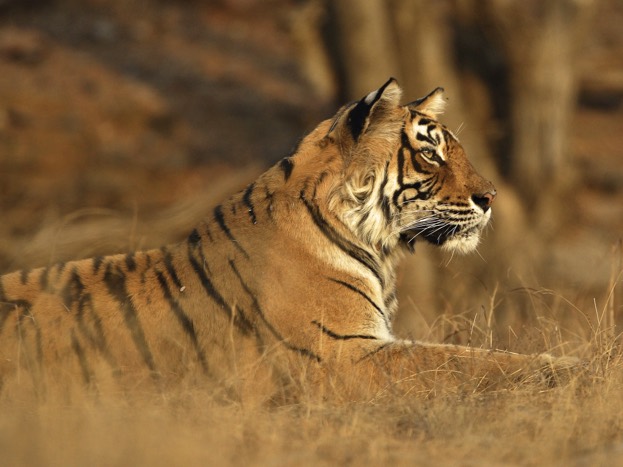 4, 741 is the projected global tiger population in 2022 should the current rate of increase in numbers be maintained. ©&nbsp;dickysingh/iStock