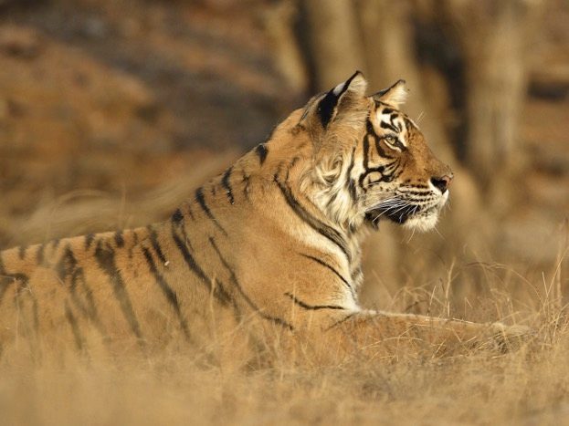 4, 741 is the projected global tiger population in 2022 should the current rate of increase in numbers be maintained. © dickysingh/iStock
