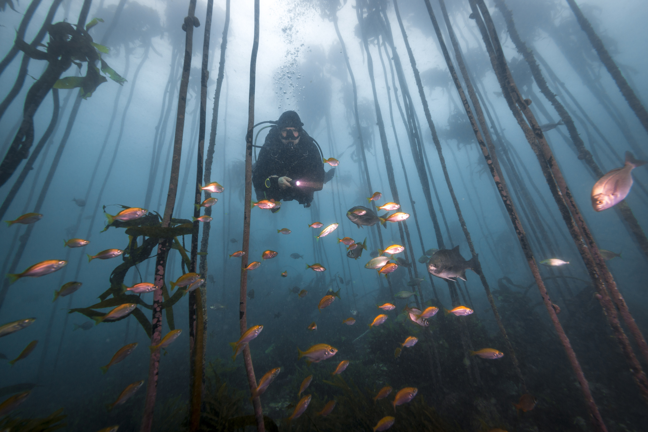 Scuba diver in a kelp forest