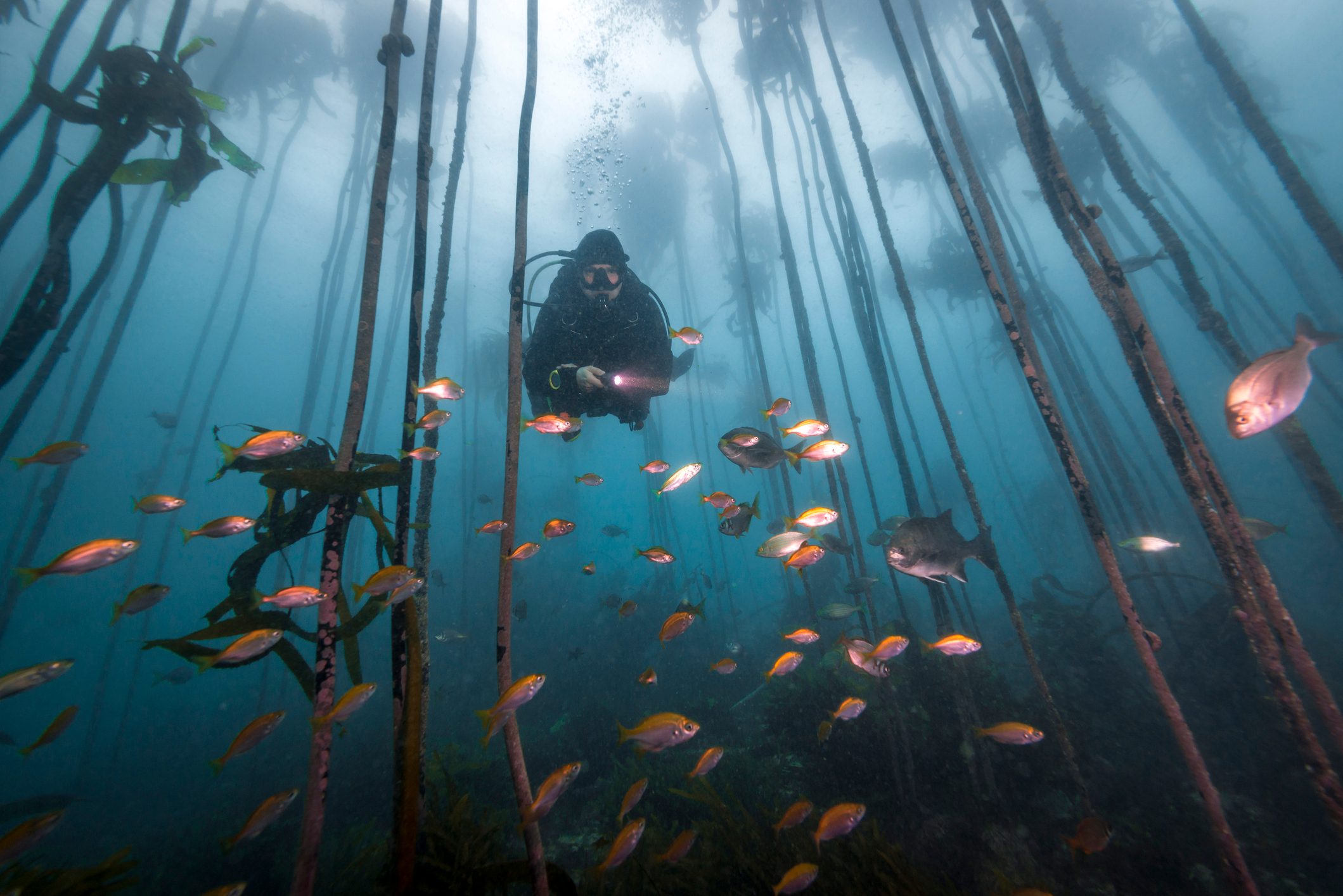 Scuba diver in a kelp forest