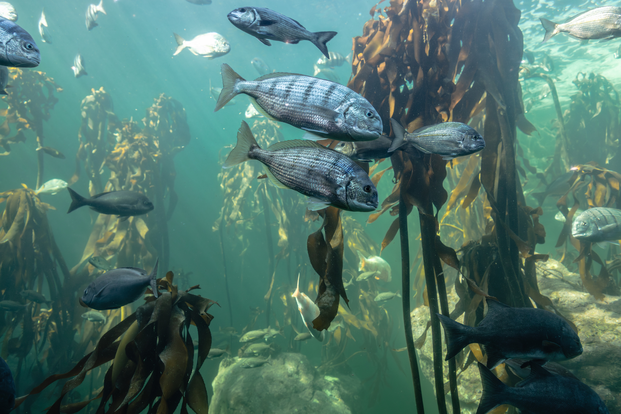 Kelp and fish