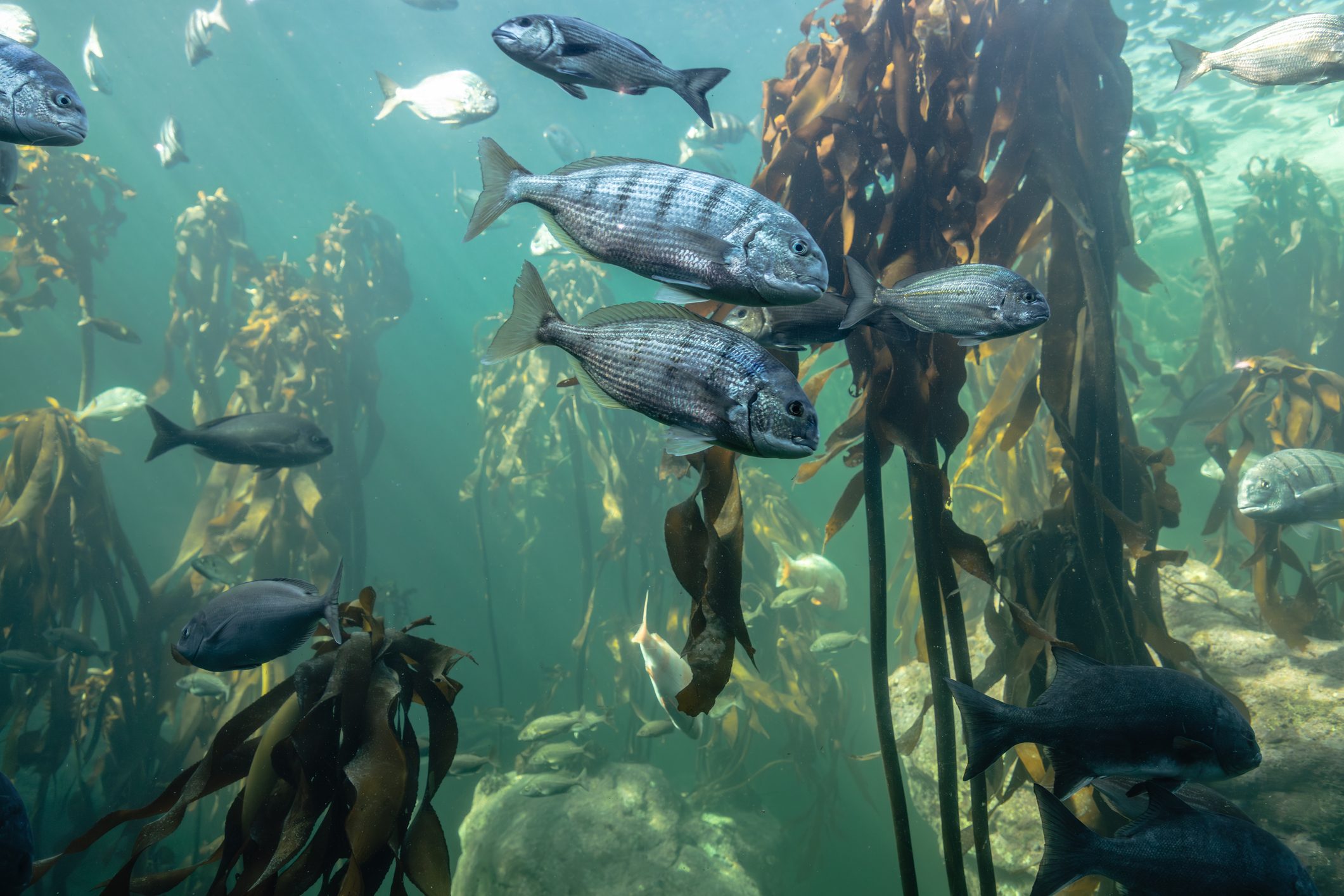 Kelp and fish