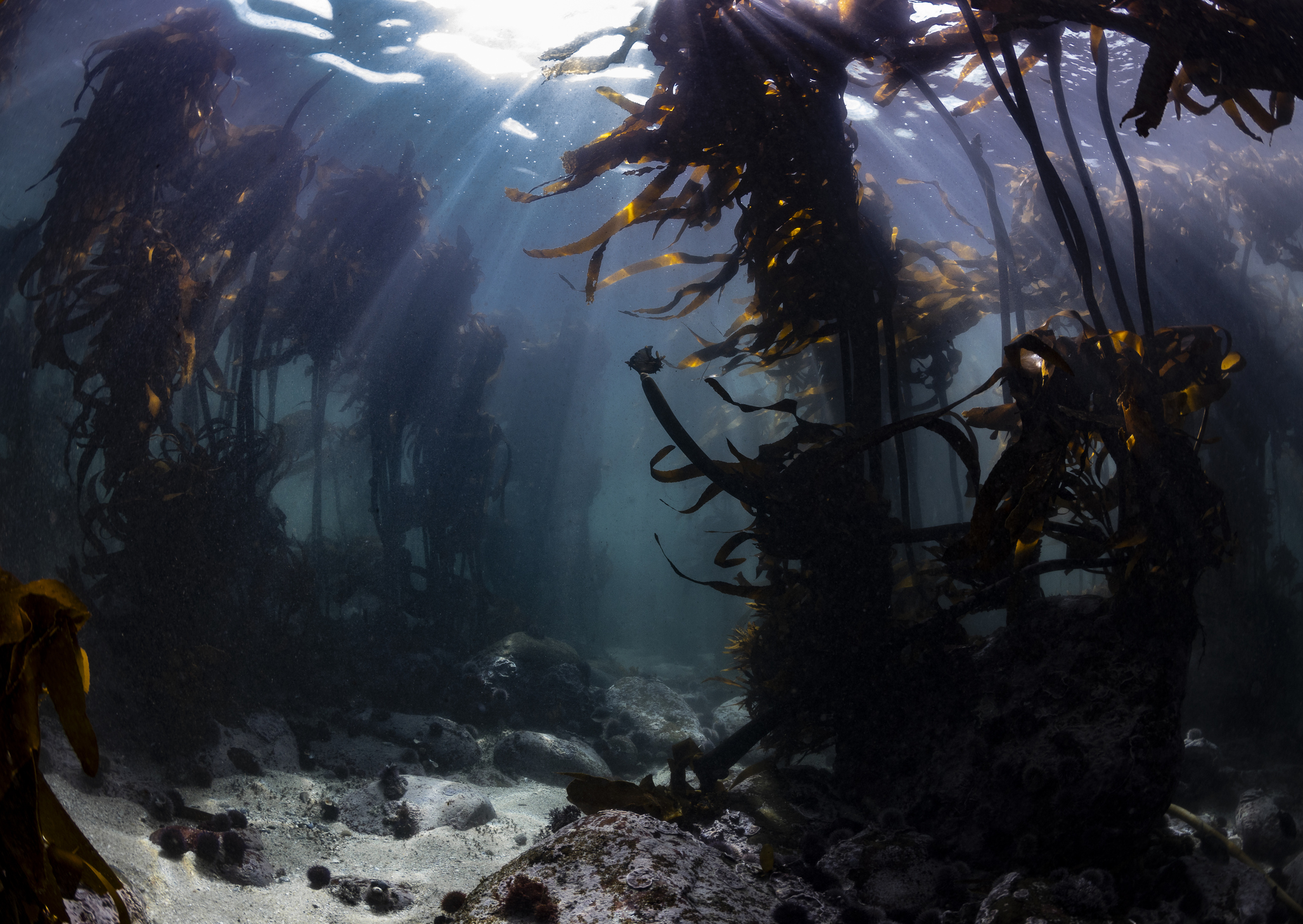 Kelp forest