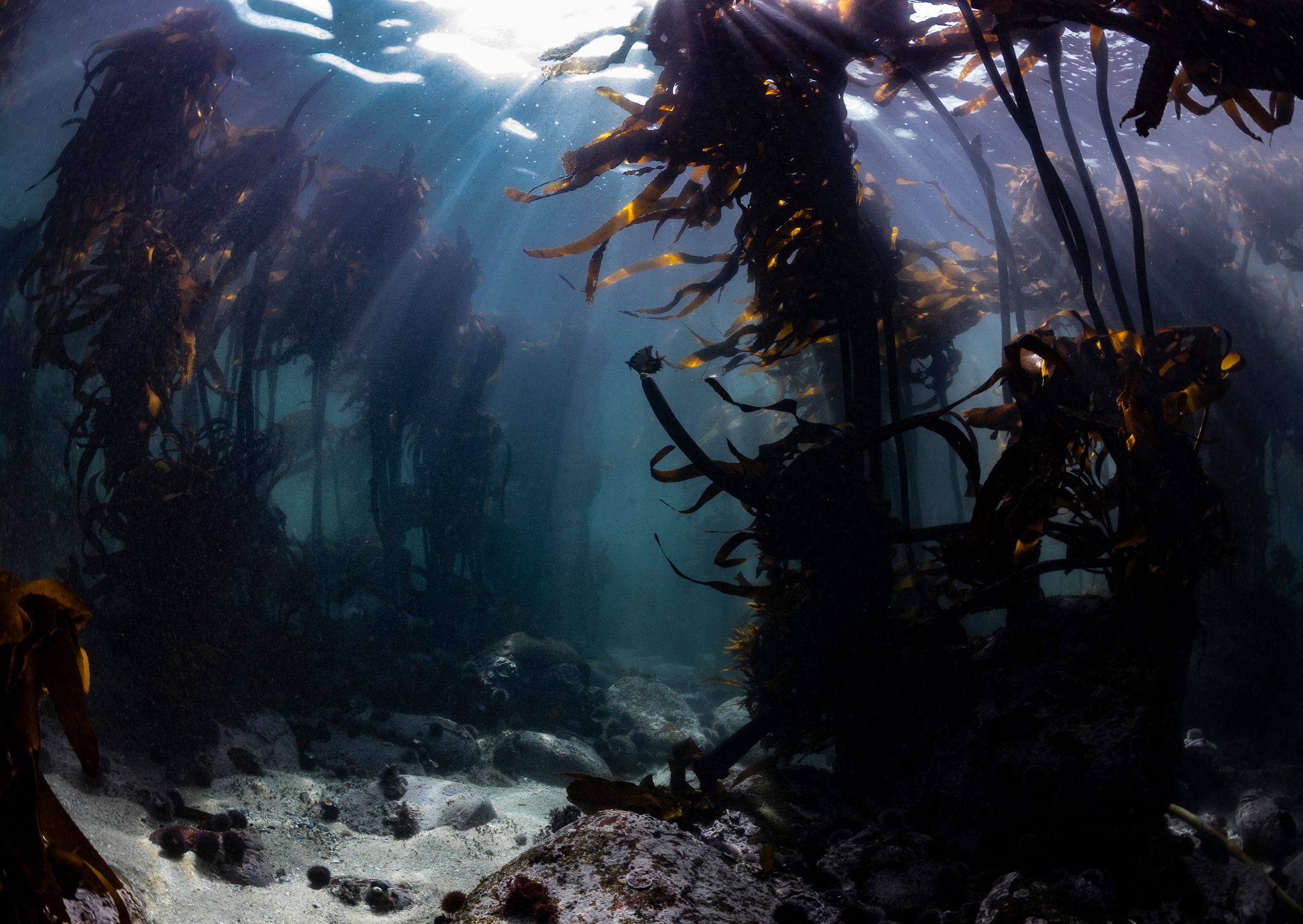 Kelp forest