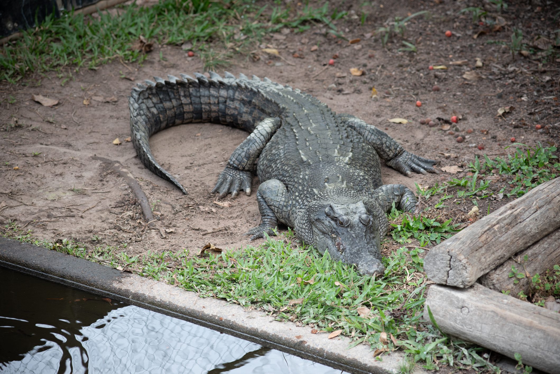 crocodile 
