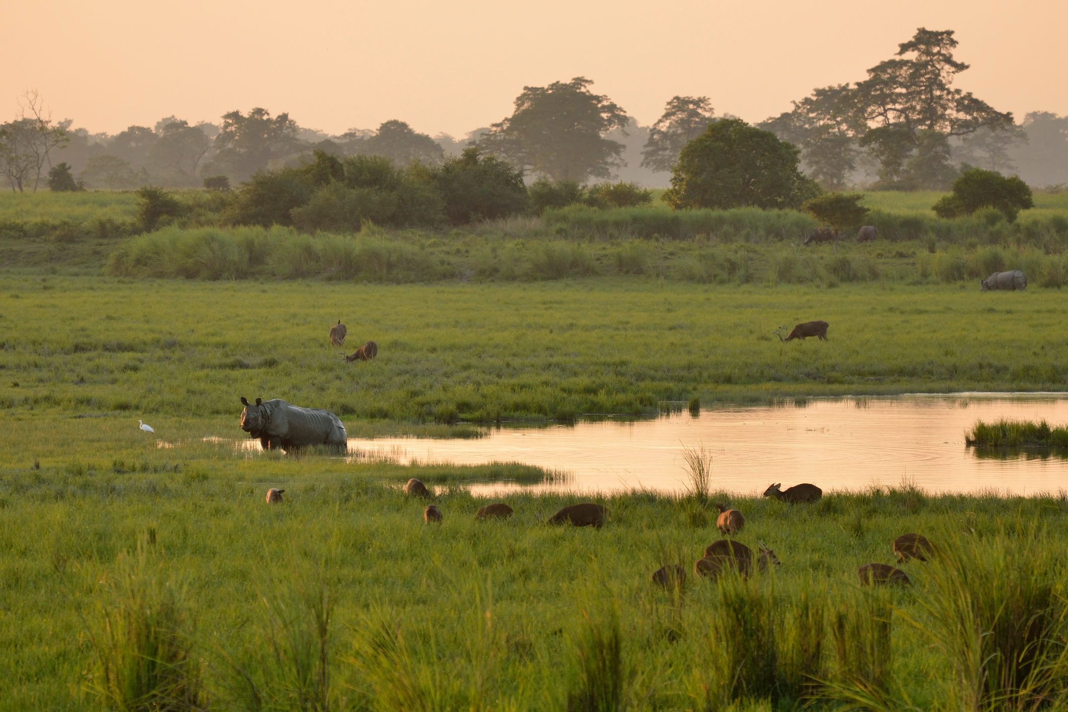 A Great Indian Rhino stands in a marsh in Kaziranga, North Eastern India.