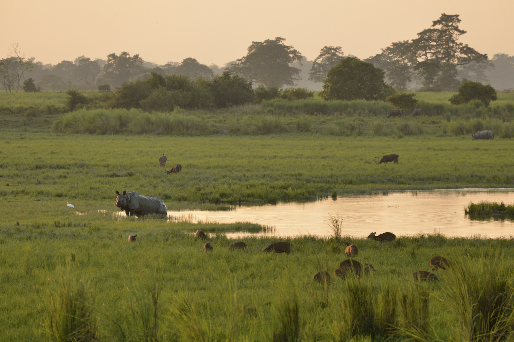 A Great Indian Rhino stands in a marsh in Kaziranga, North Eastern India.