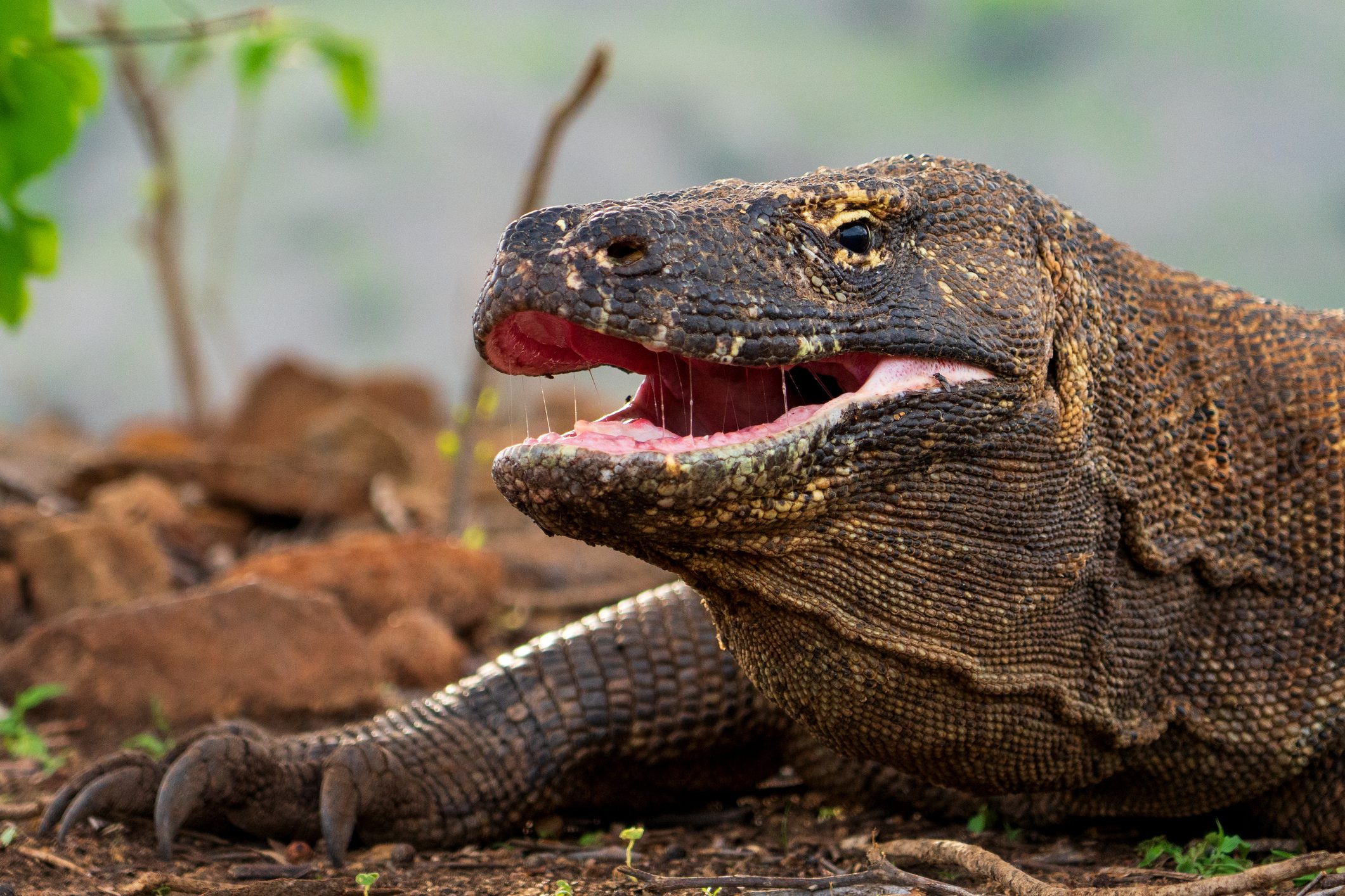 Komodo dragon