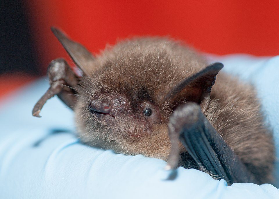 Yuma myotis&nbsp;(Myotis yumanensis) with White-Nose Syndrome fungus. 