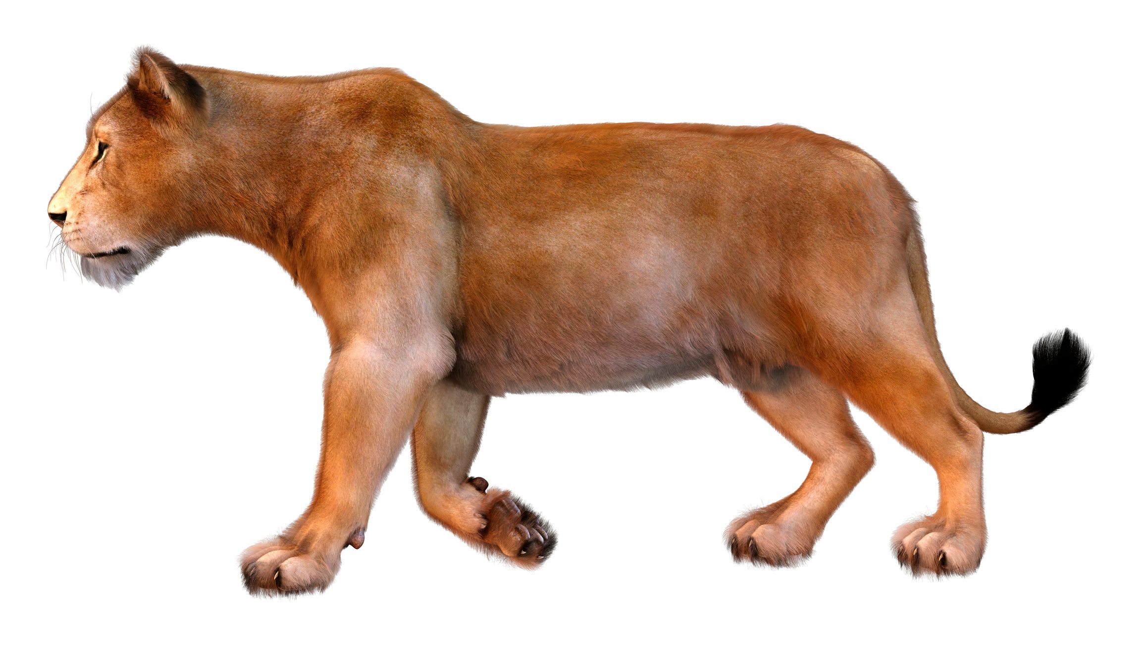 3D rendering of a female lion isolated on white background
