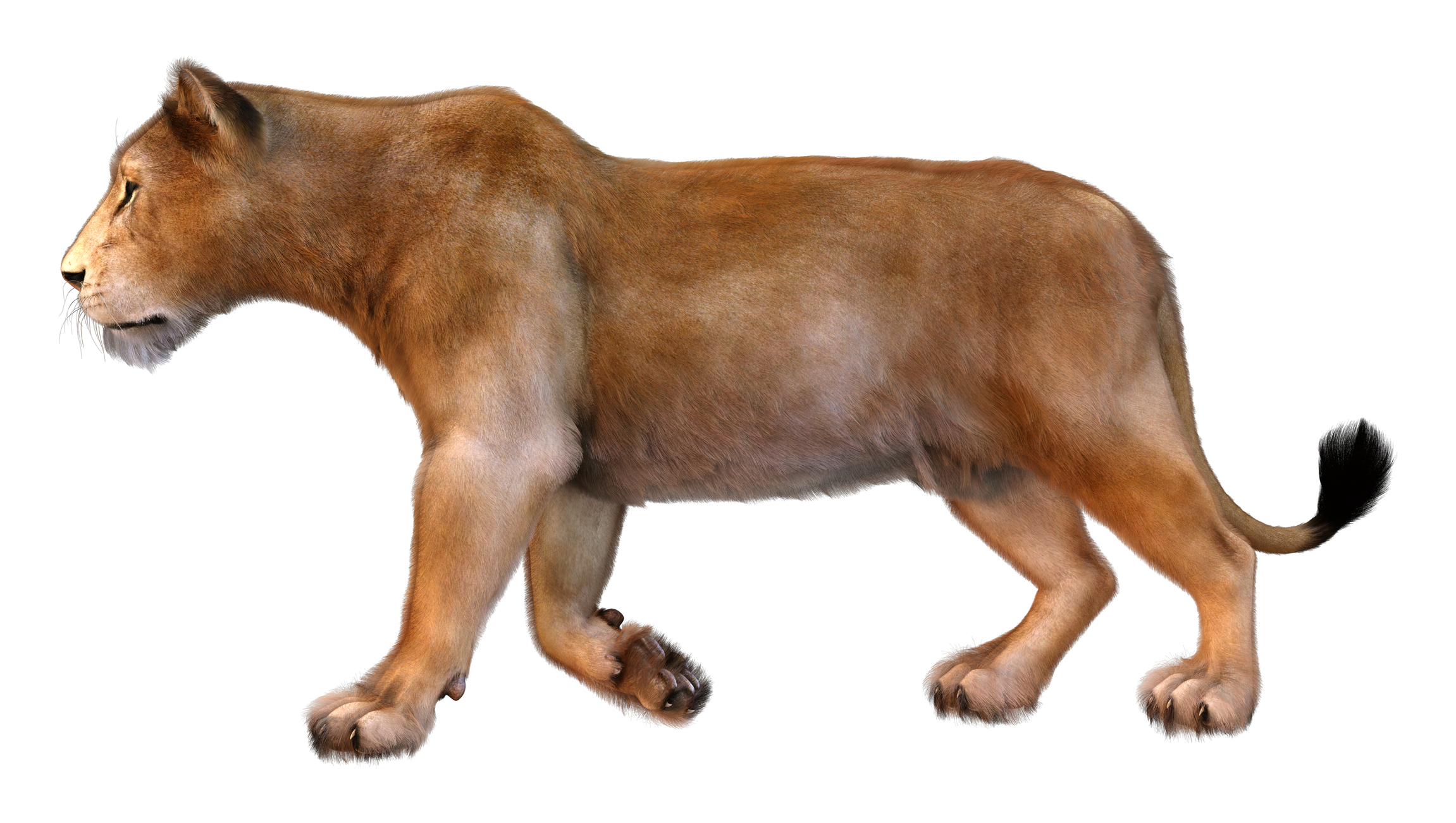 3D rendering of a female lion isolated on white background
