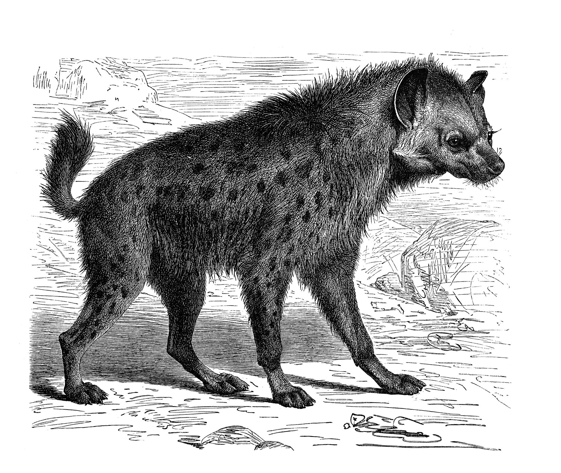 antique illustration of cave hyena 