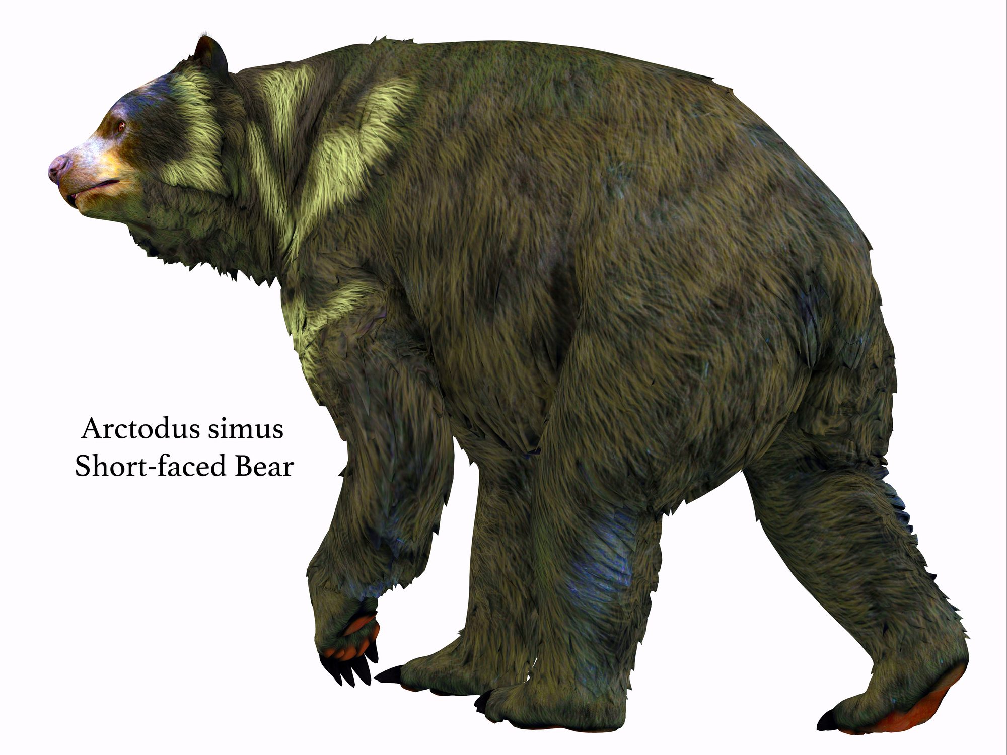 Illustration of short faced bear 