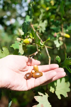 How to grow your own oak tree. ©Corinne Poleij/Getty How to grow your own oak tree. ©Corinne Poleij/Getty