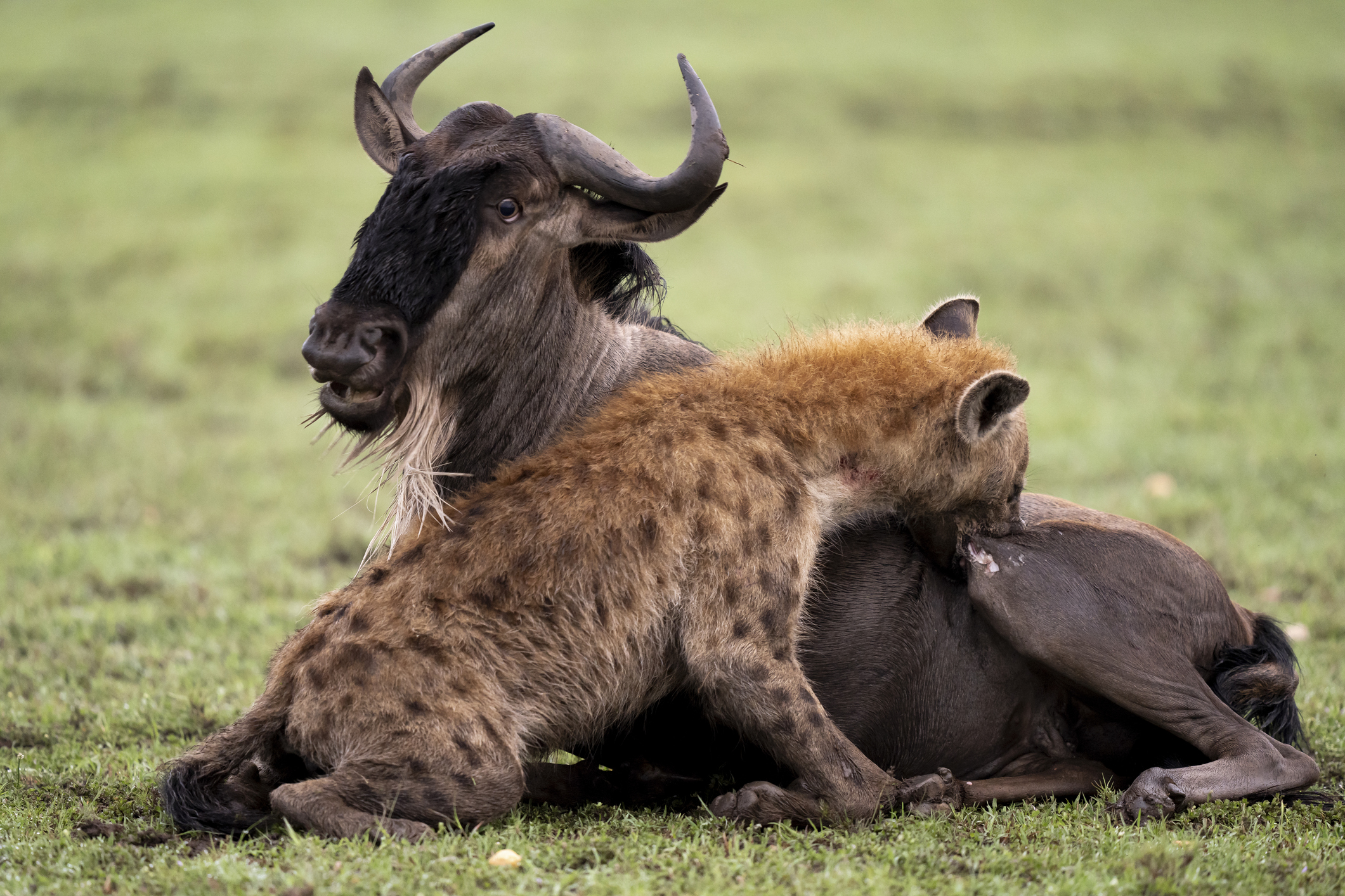 A spotted hyena takes down a wildebeest in the Maasai Mara
