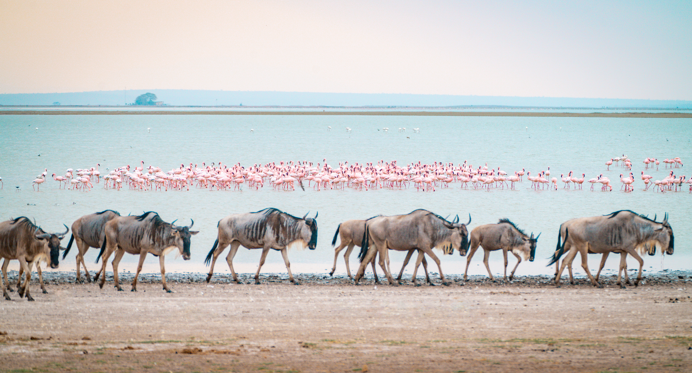 A herd of wildebeest walking on water in front of a flock of resting flamingos in Masai Mara National Park