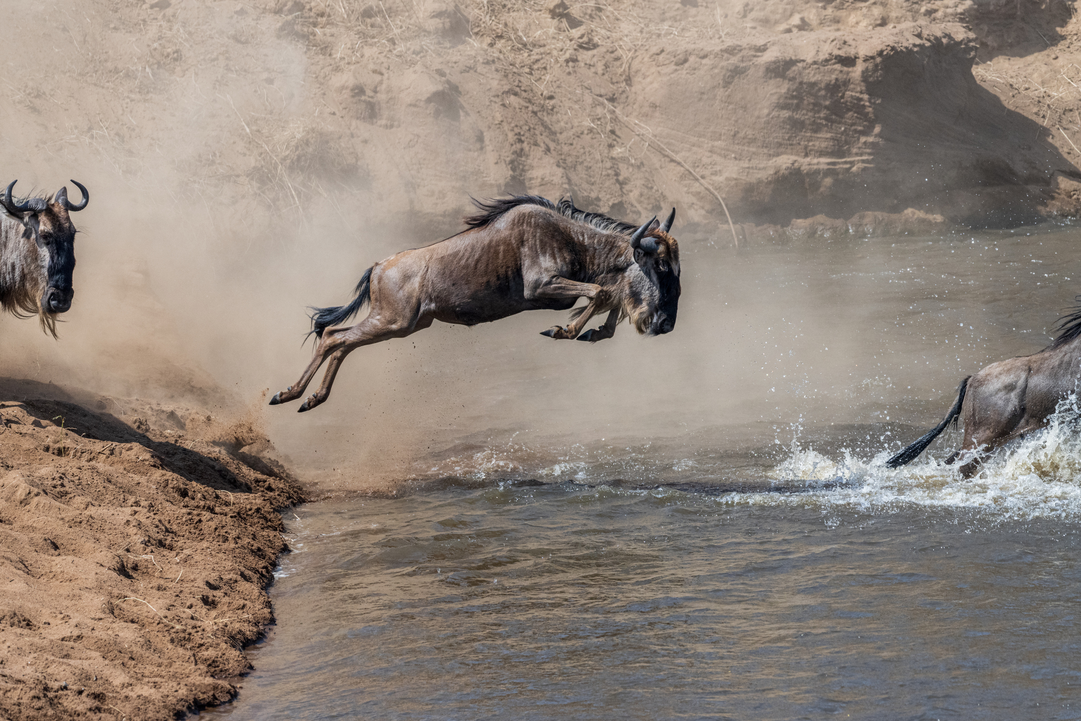 Blue wildebeest (Connochaetes taurinus) jumping into Mara river during migration