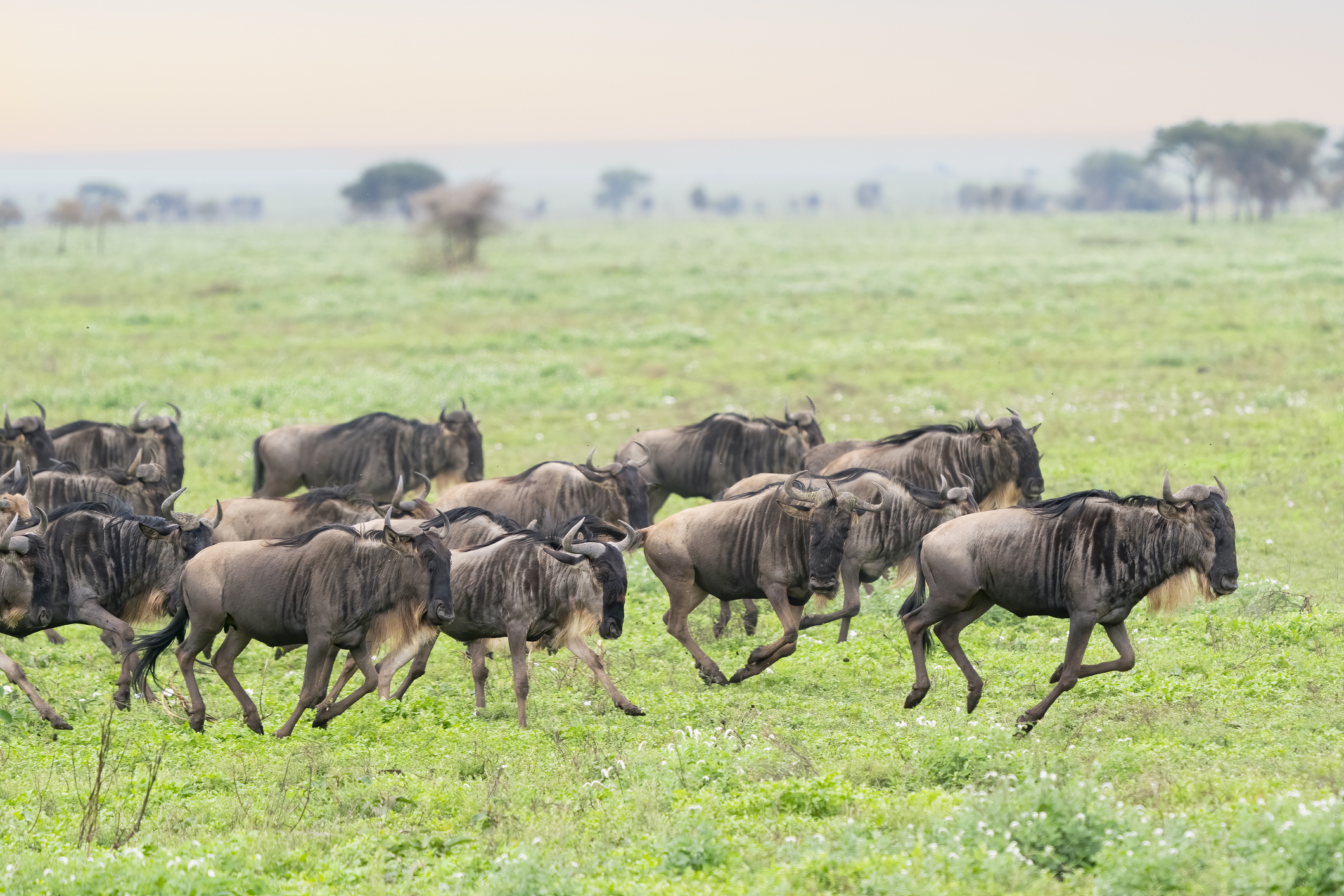 Wildebeest herd running together