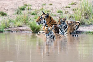A female Bengal tiger with cubs at the edge of a pool in Bandhavgarh National Park, Madhya Pradesh, India. © James Warwick/Getty Images A female Bengal tiger with cubs at the edge of a pool in Bandhavgarh National Park, Madhya Pradesh, India. © James Warwick/Getty Images