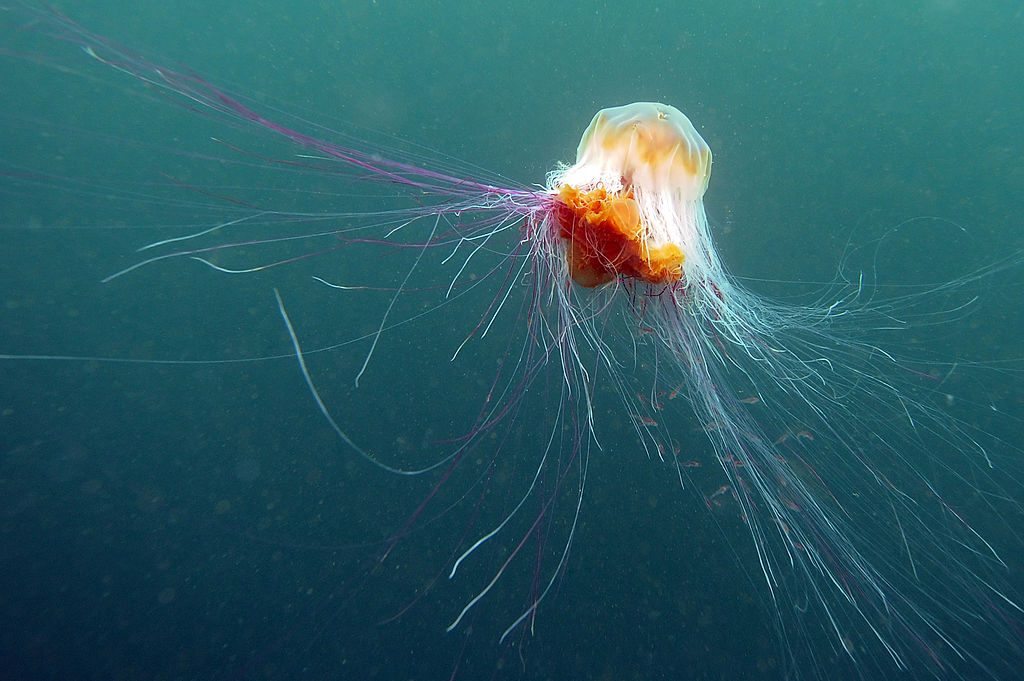 A lion's mane jellyfish swims beneath the waters off the Farne Islands, UK