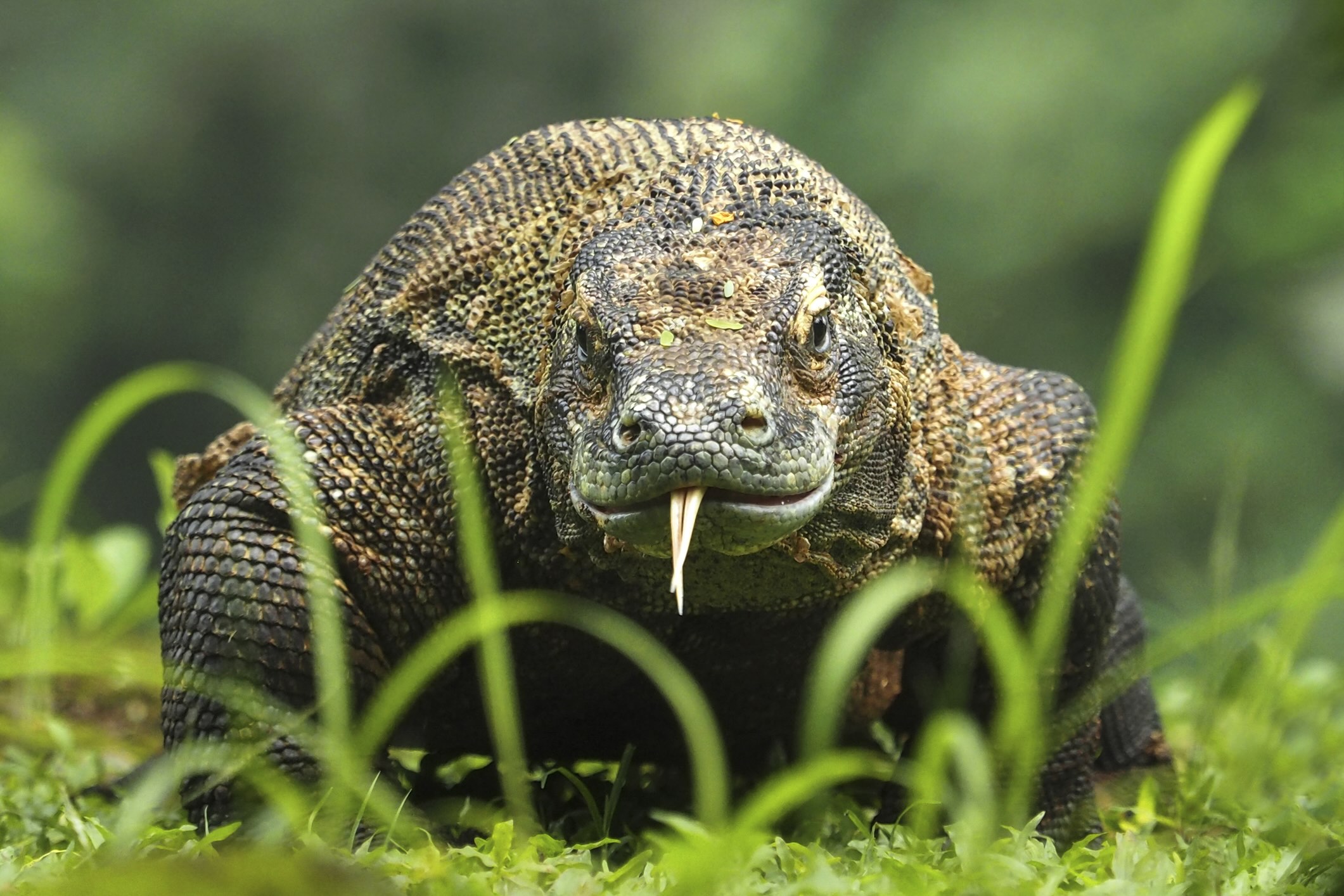 Komodo dragon