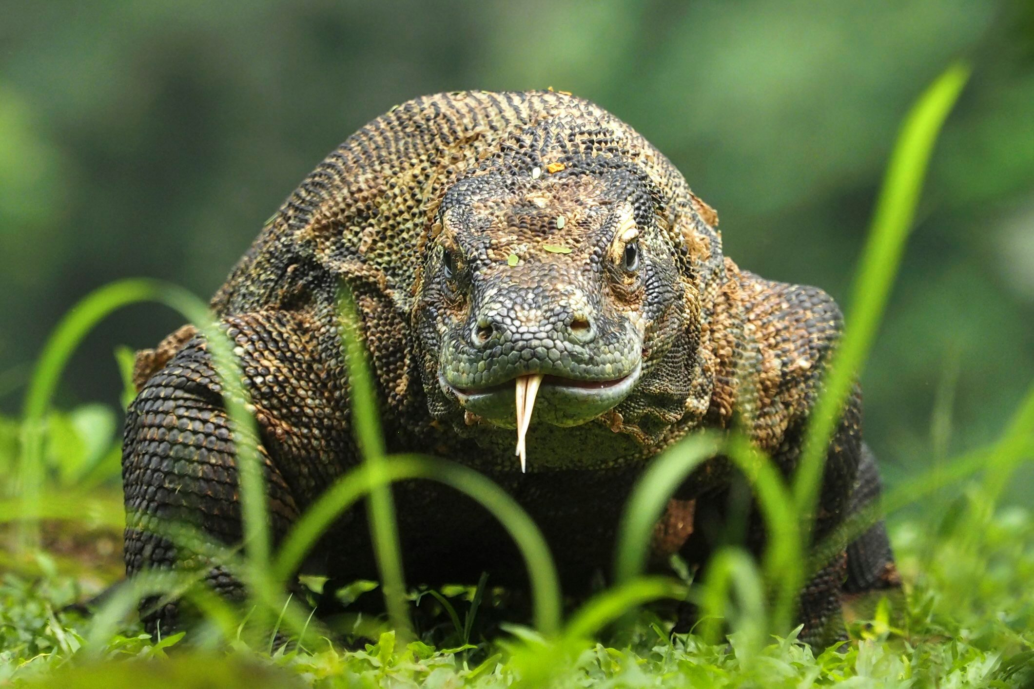 Komodo dragon