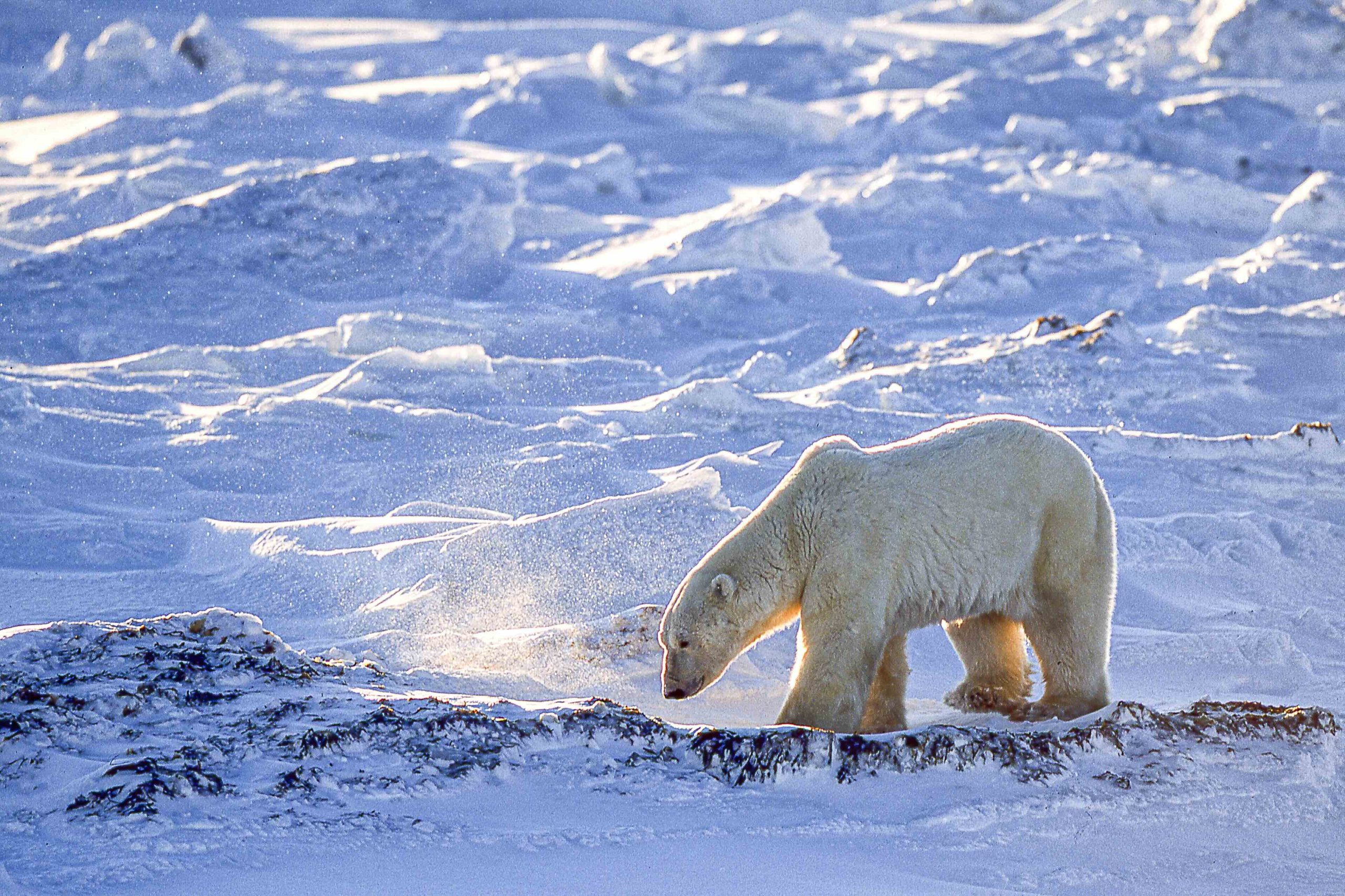 Polar bear