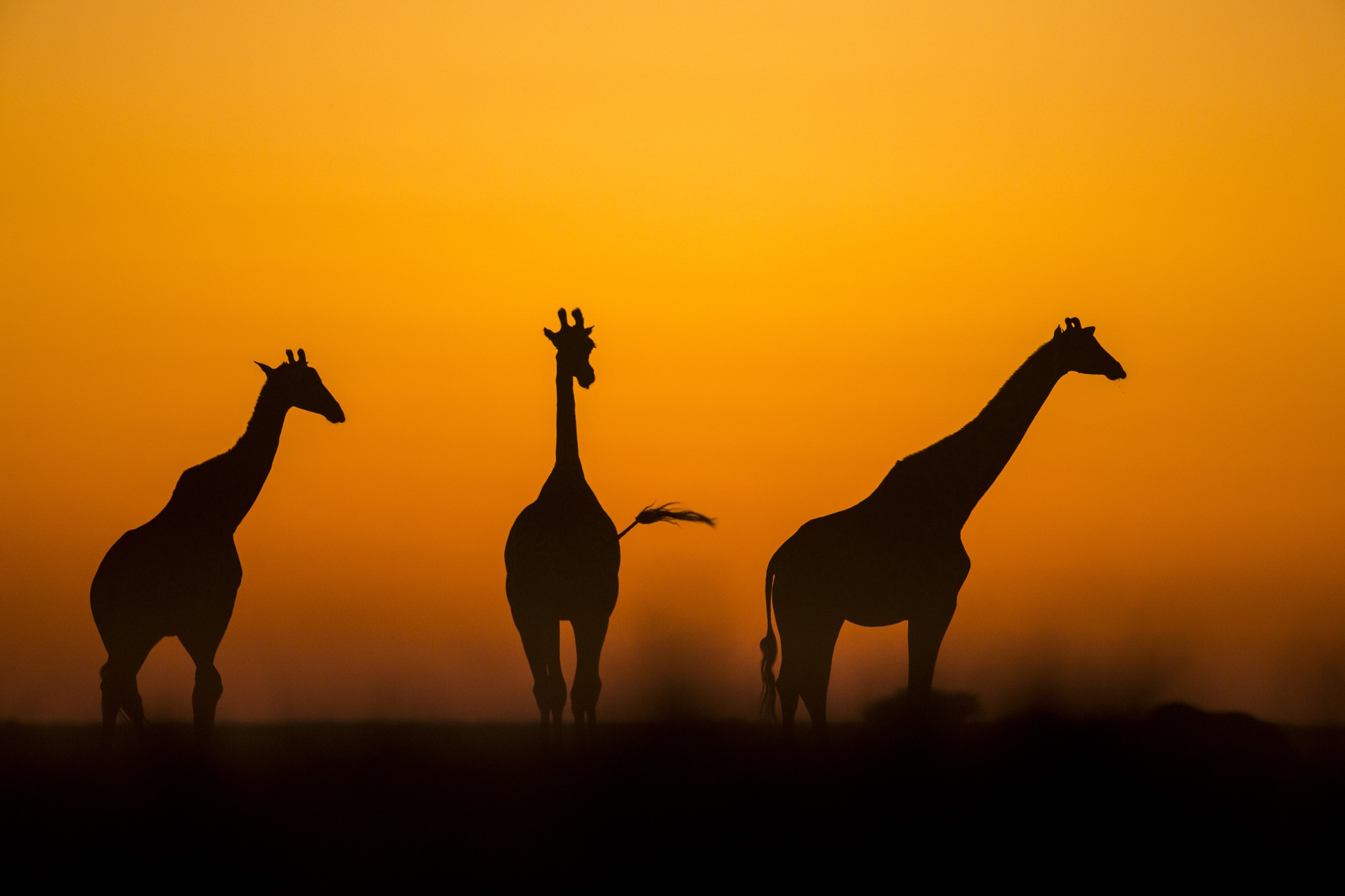 Giraffes at dusk
