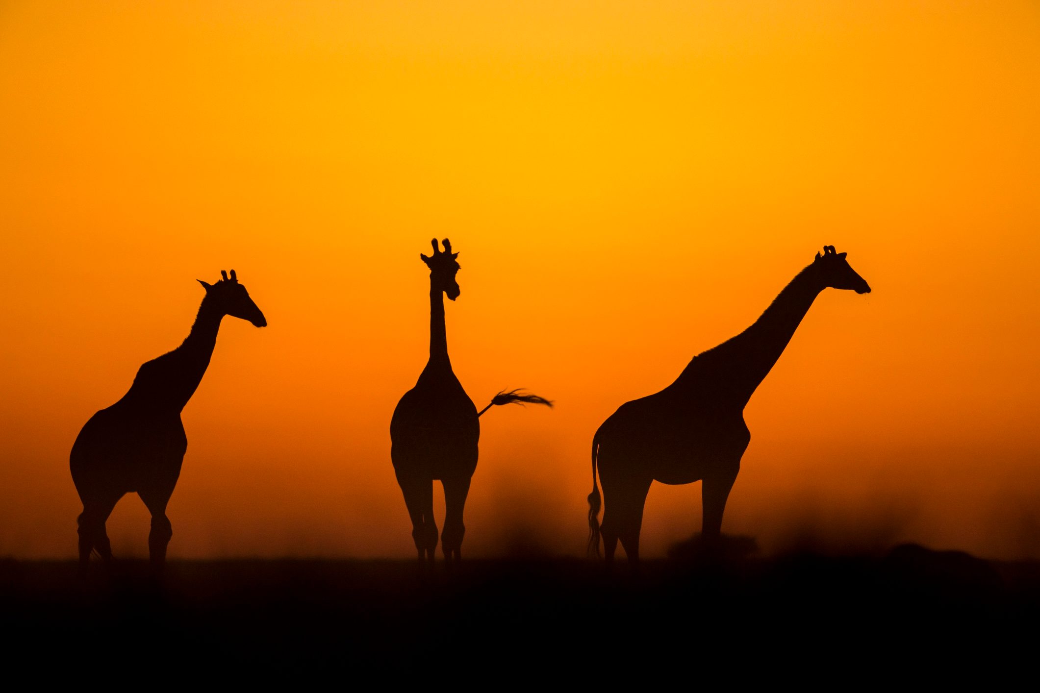 Giraffes at dusk