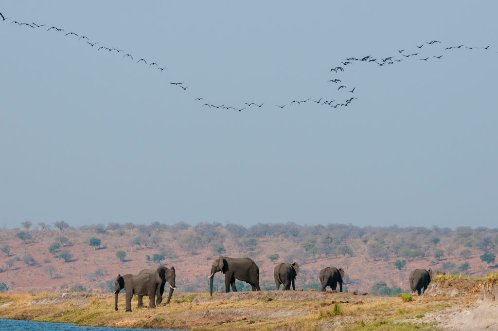 A herd of African elephants, Loxodonta africana, along the Chobe River in Botswana. A flock of birds flies overhead. 