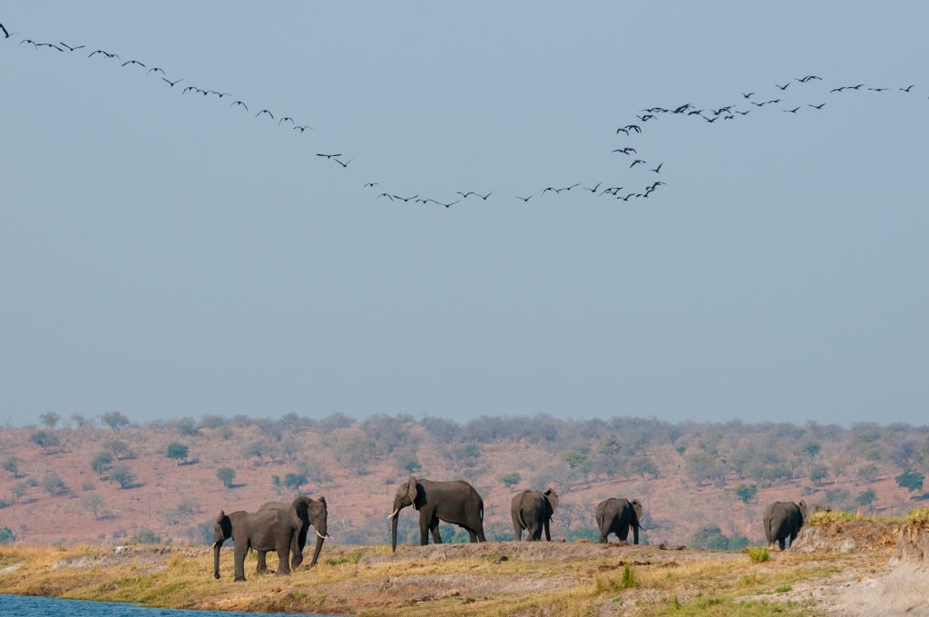 A herd of African elephants, Loxodonta africana, along the Chobe River in Botswana. A flock of birds flies overhead. 