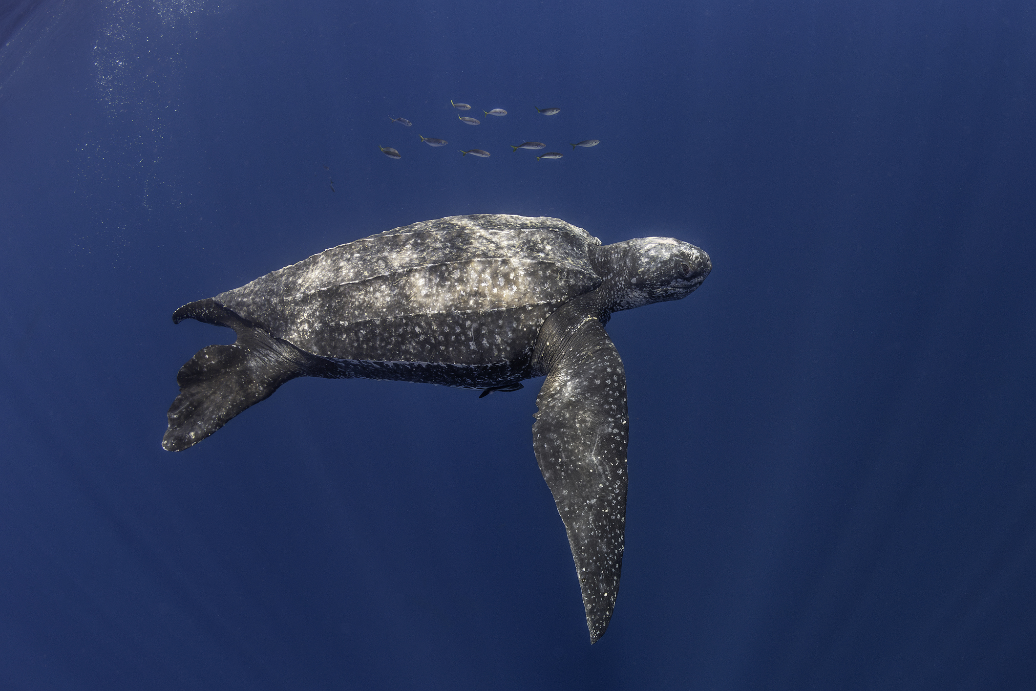Leatherback turtle and school of fish.