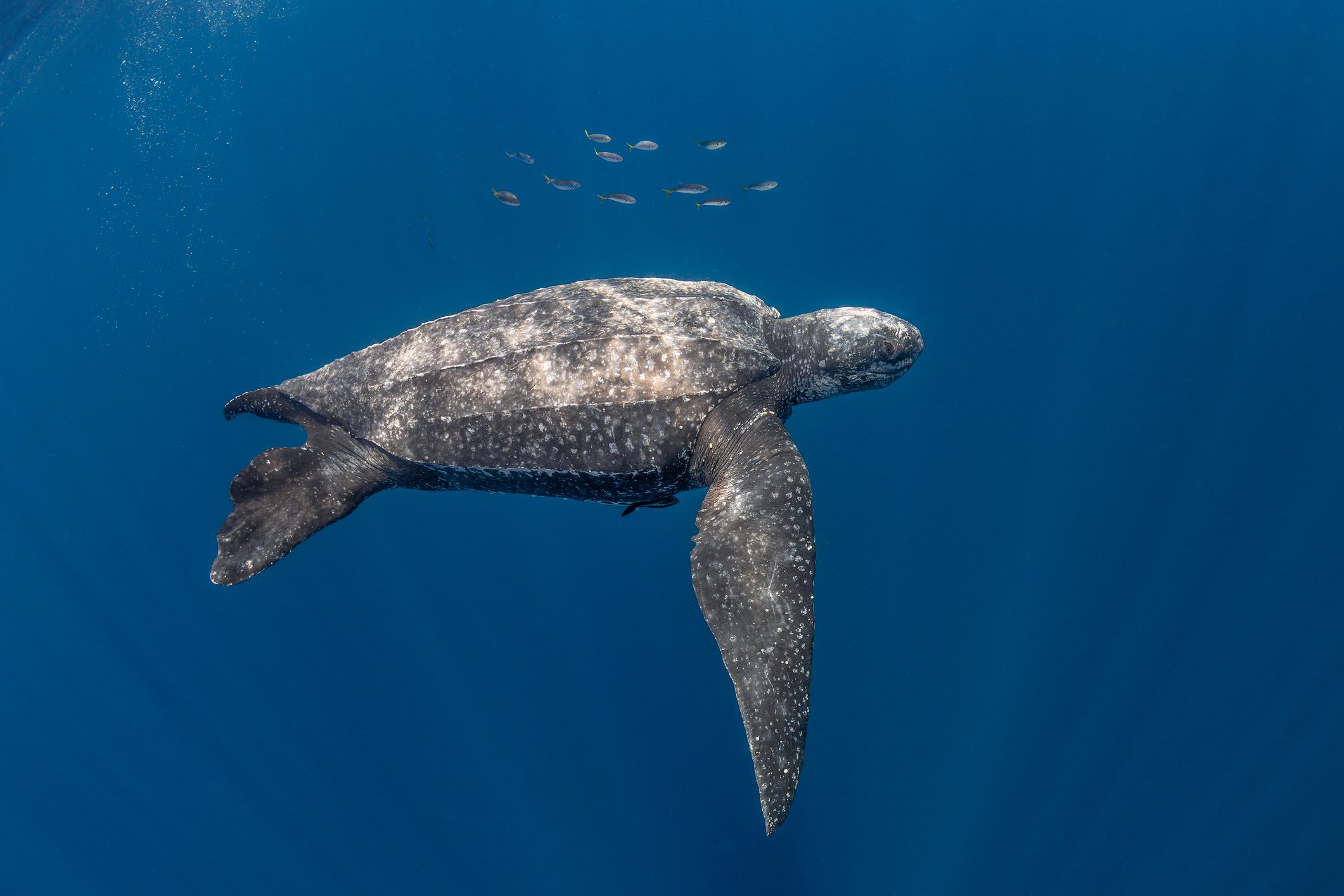 Leatherback turtle and school of fish.