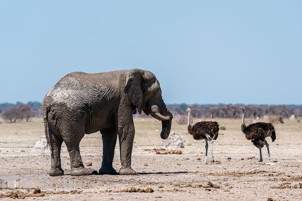 Elephant and two ostriches