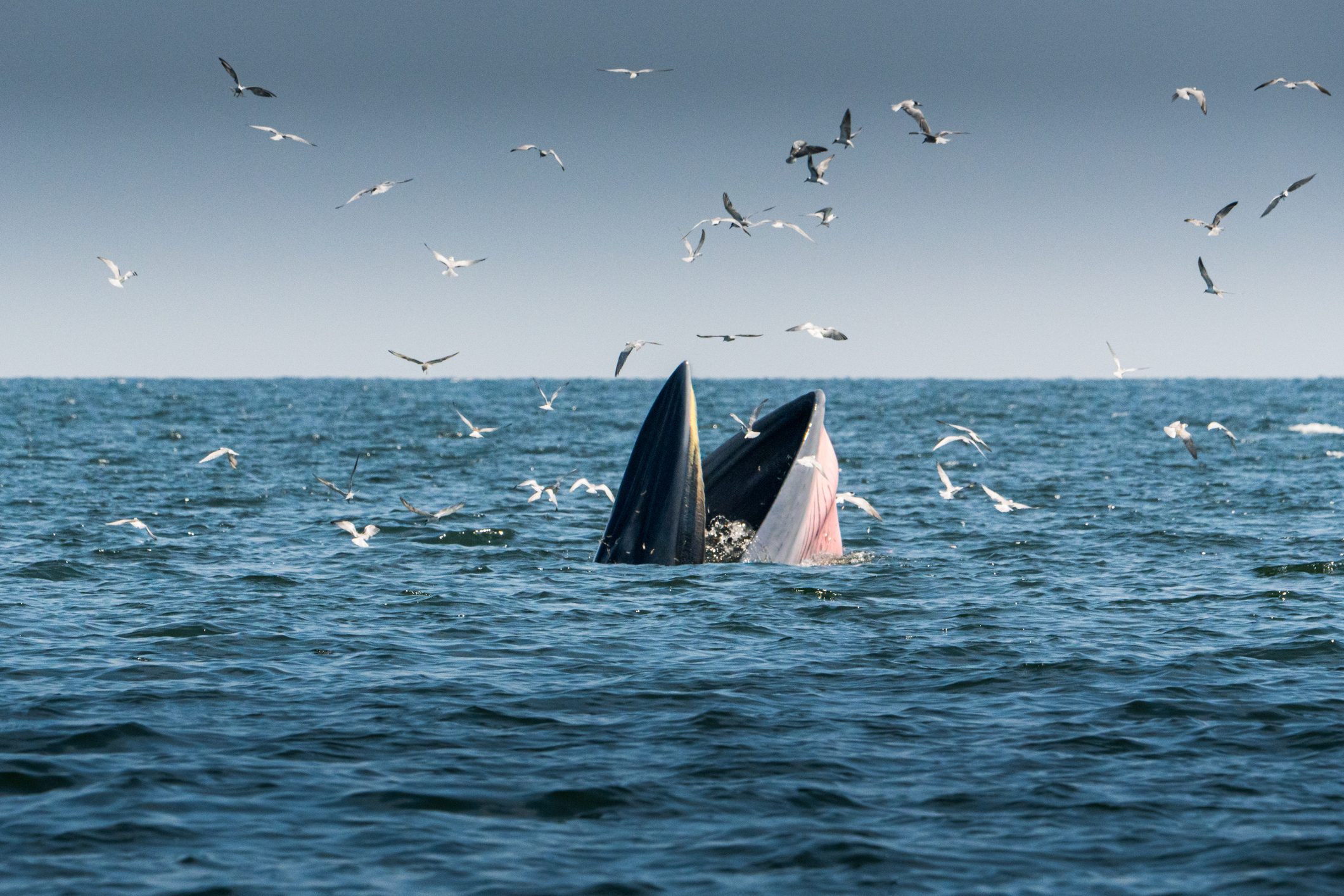 Bryde's Whale eat anchovy fishes under the wave and seagull flying catch the anchovy in gulf of Thailand.