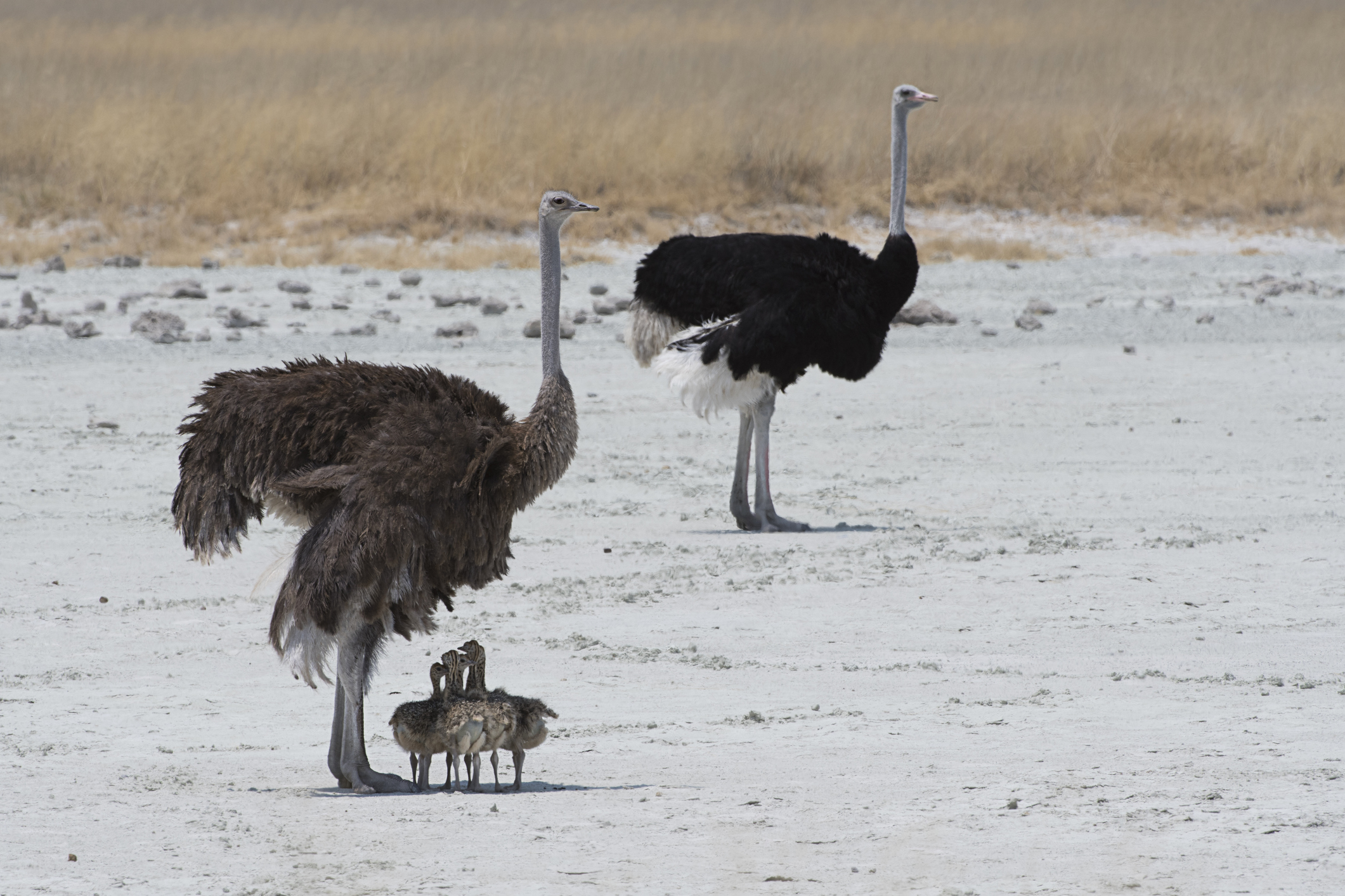 A family of ostriches at Etosha National Park in Namibia